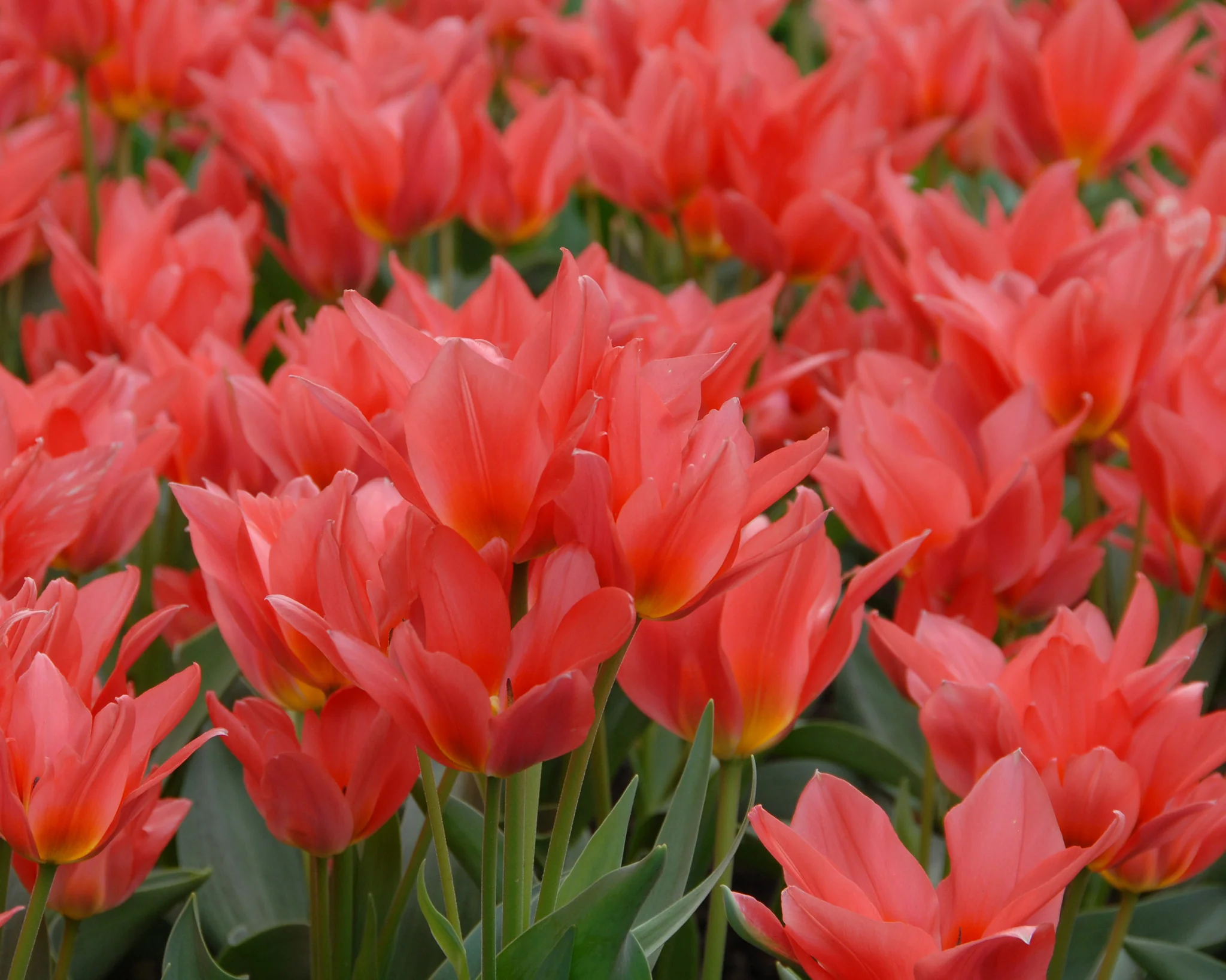Tulip 'Toronto' - Image 4