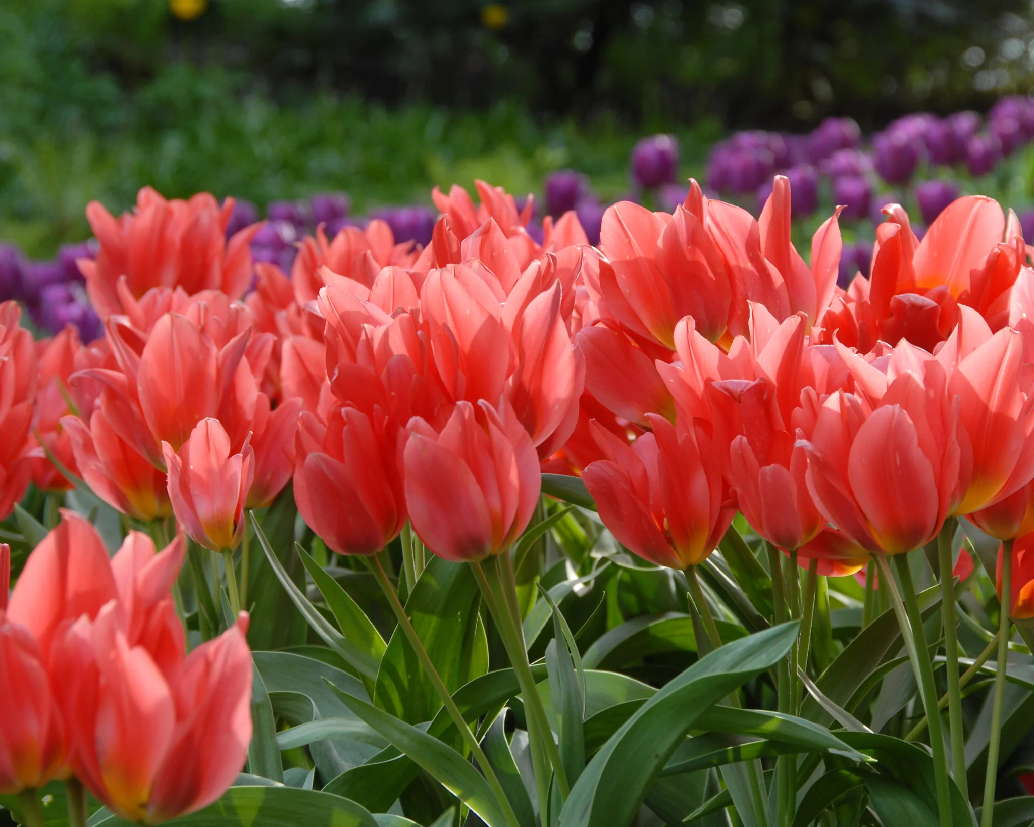 Tulip 'Toronto' - Image 6