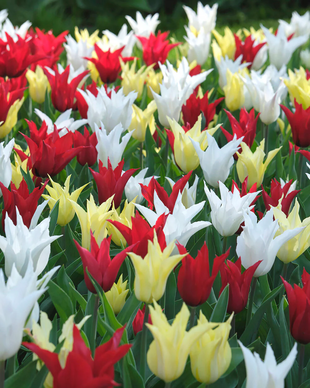 Tulip collection 'Tres Chic Festival' - Image 2
