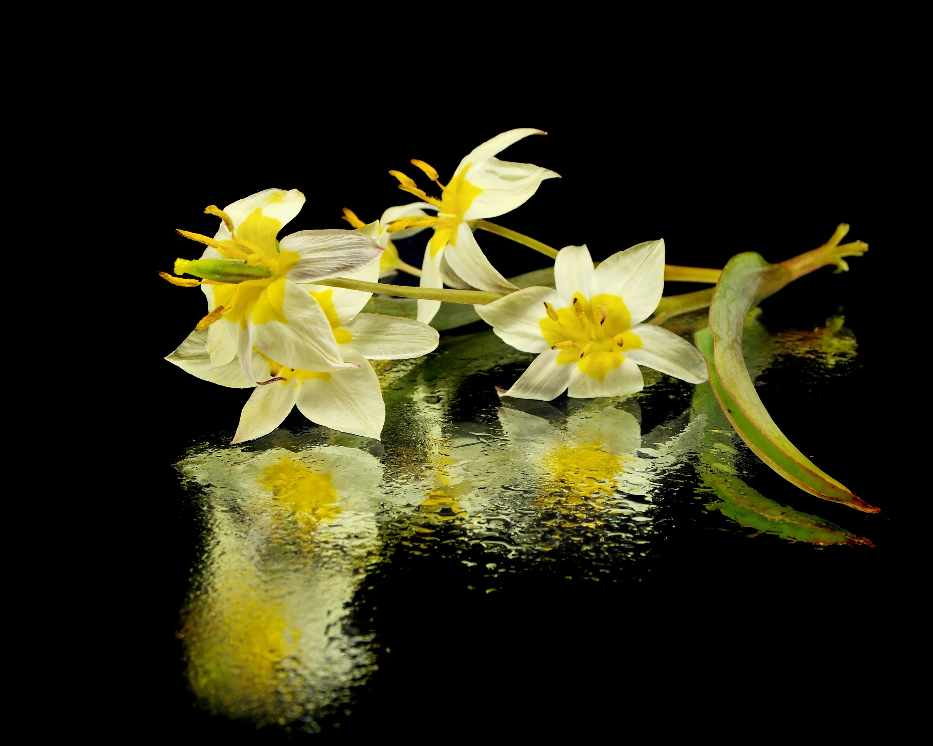 Tulip turkestanica - Image 11
