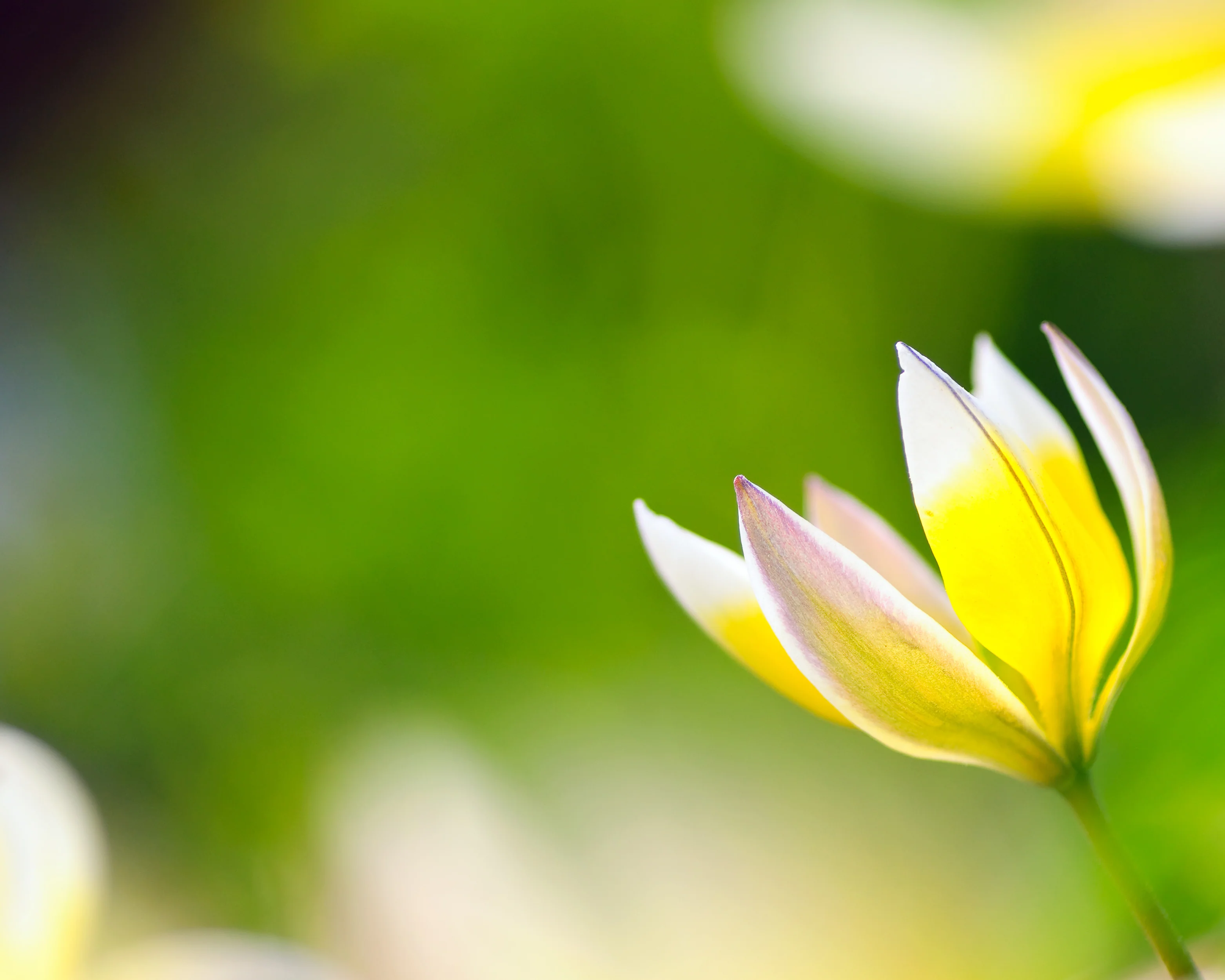 Tulip turkestanica - Image 12