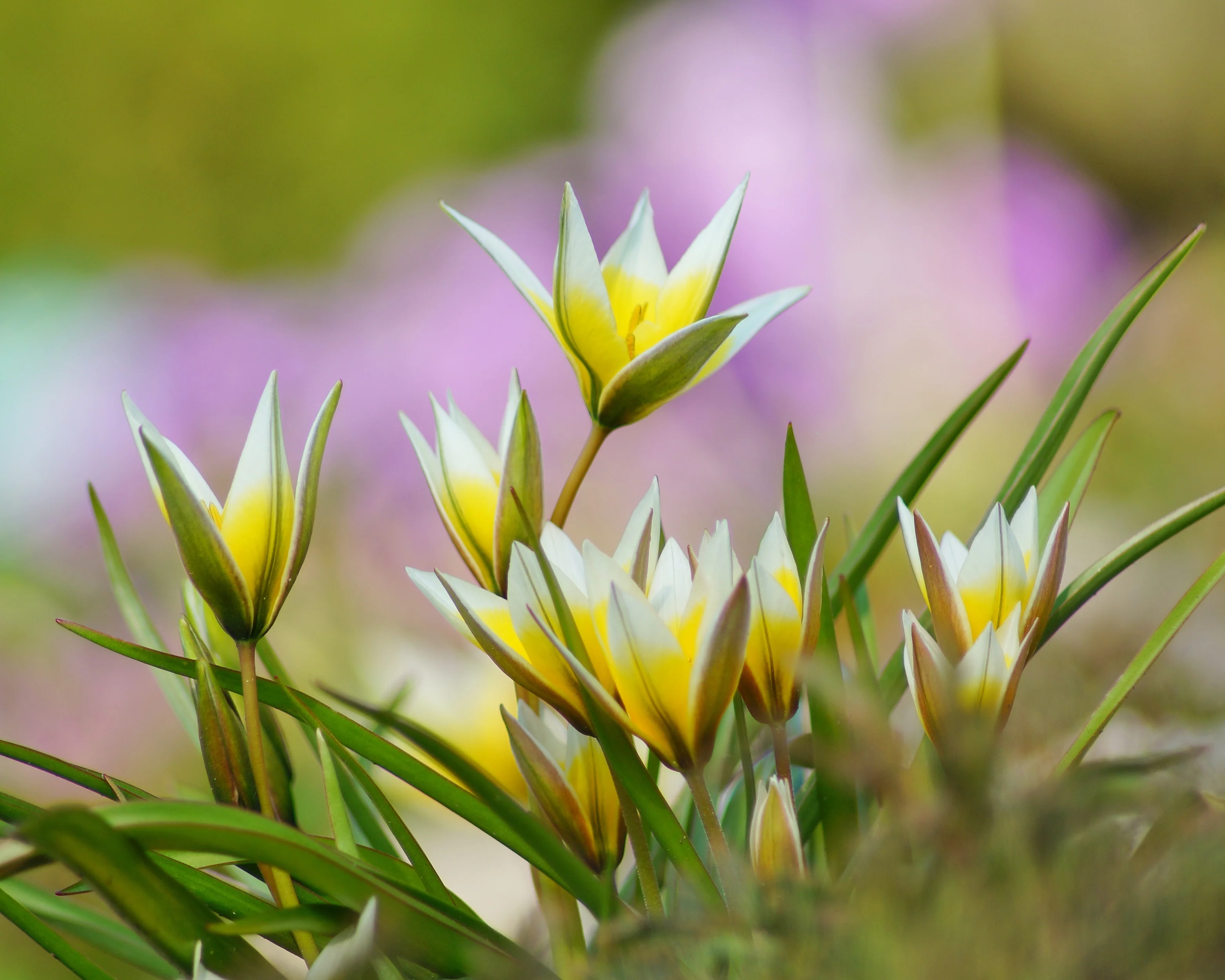 Tulip turkestanica - Image 3
