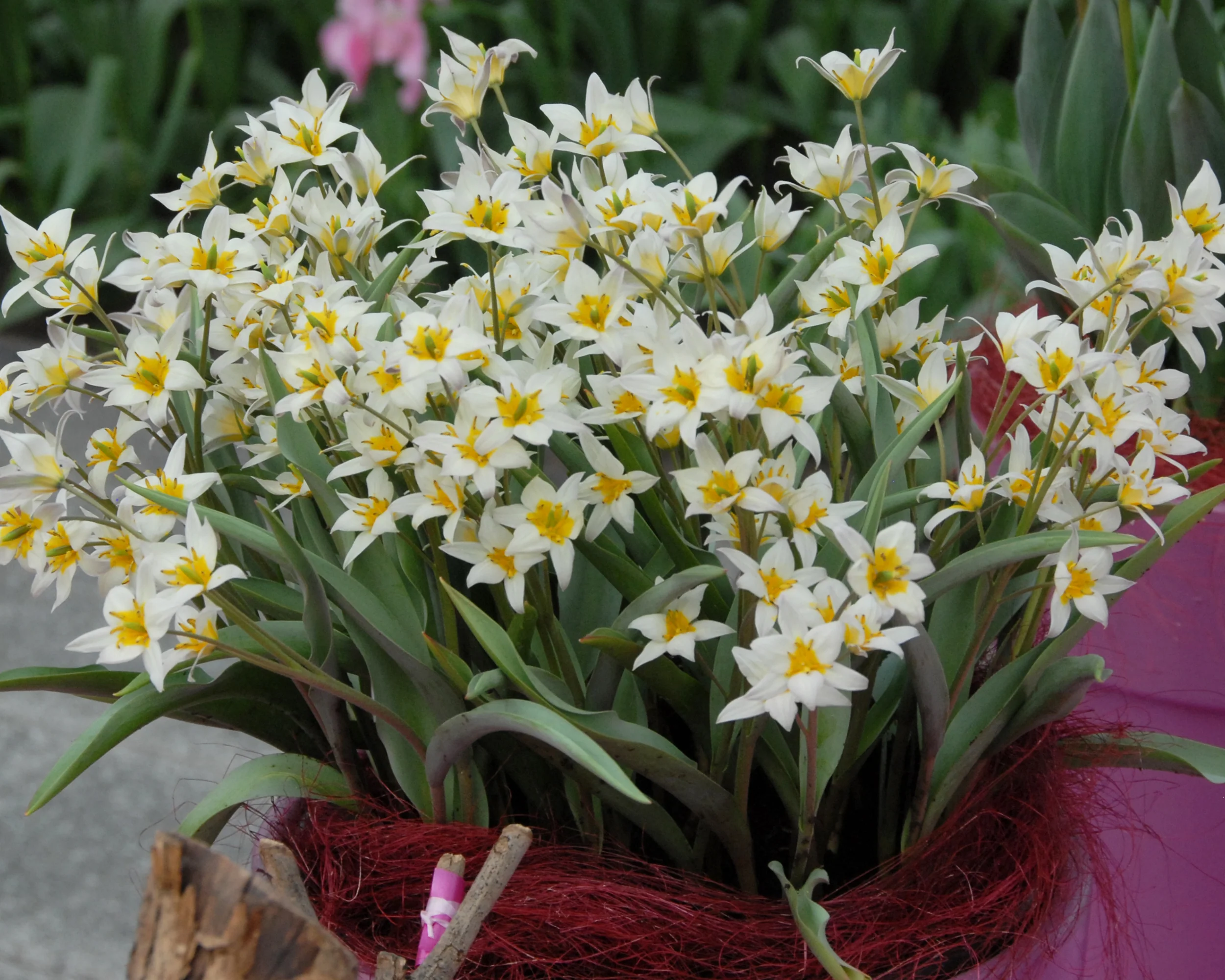 Tulip turkestanica - Image 5