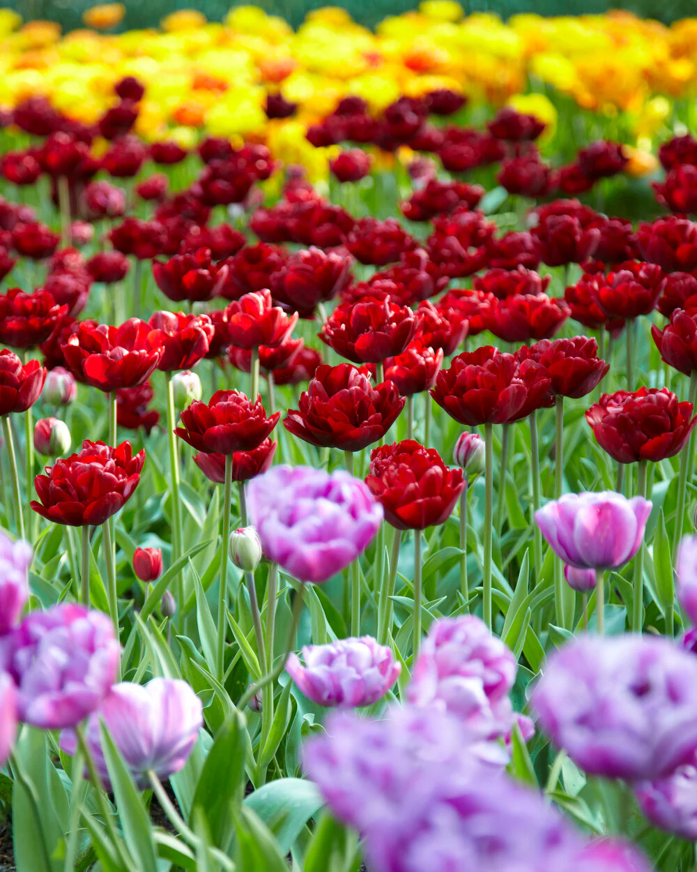 Tulip 'Uncle Tom' - Image 13