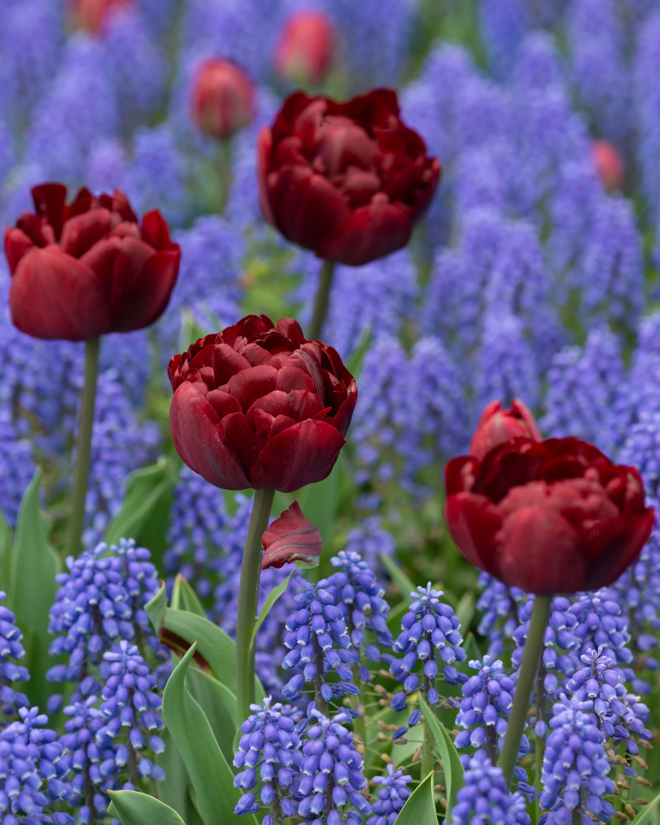Tulip 'Uncle Tom' - Image 4