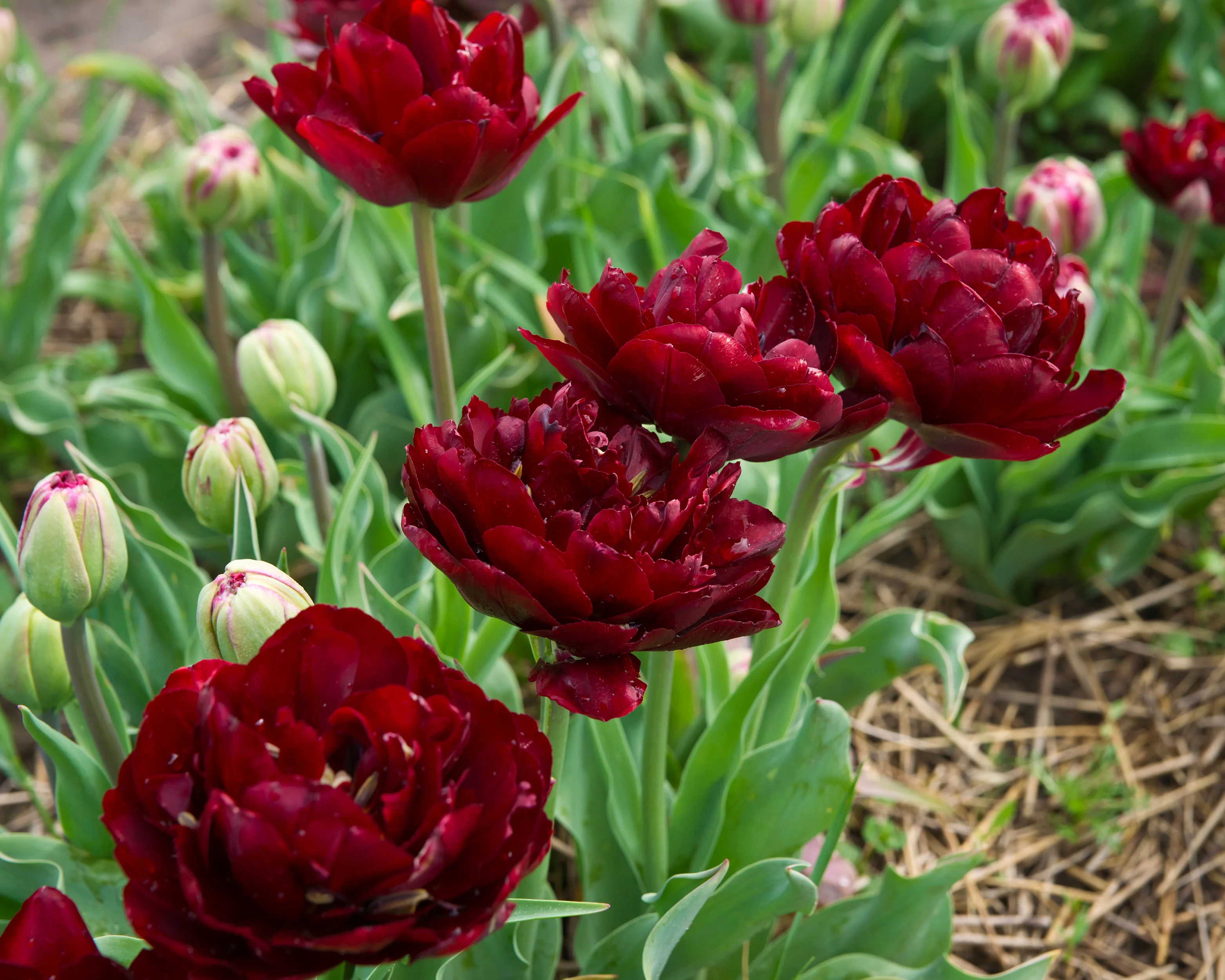 Tulip 'Uncle Tom' - Image 7