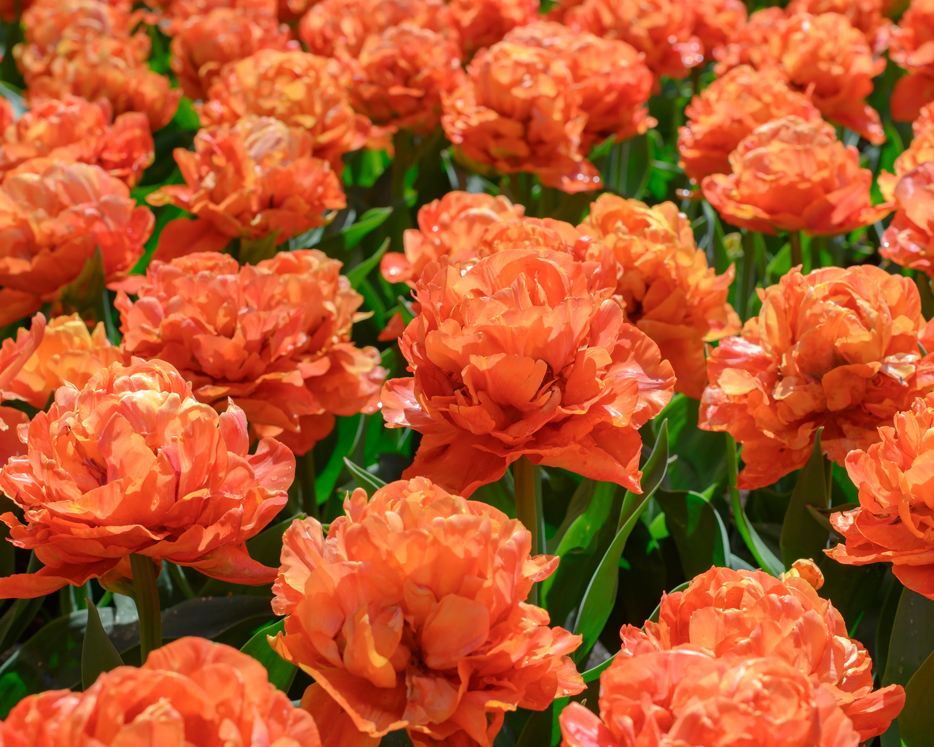 Tulip 'Valdivia' - Image 2