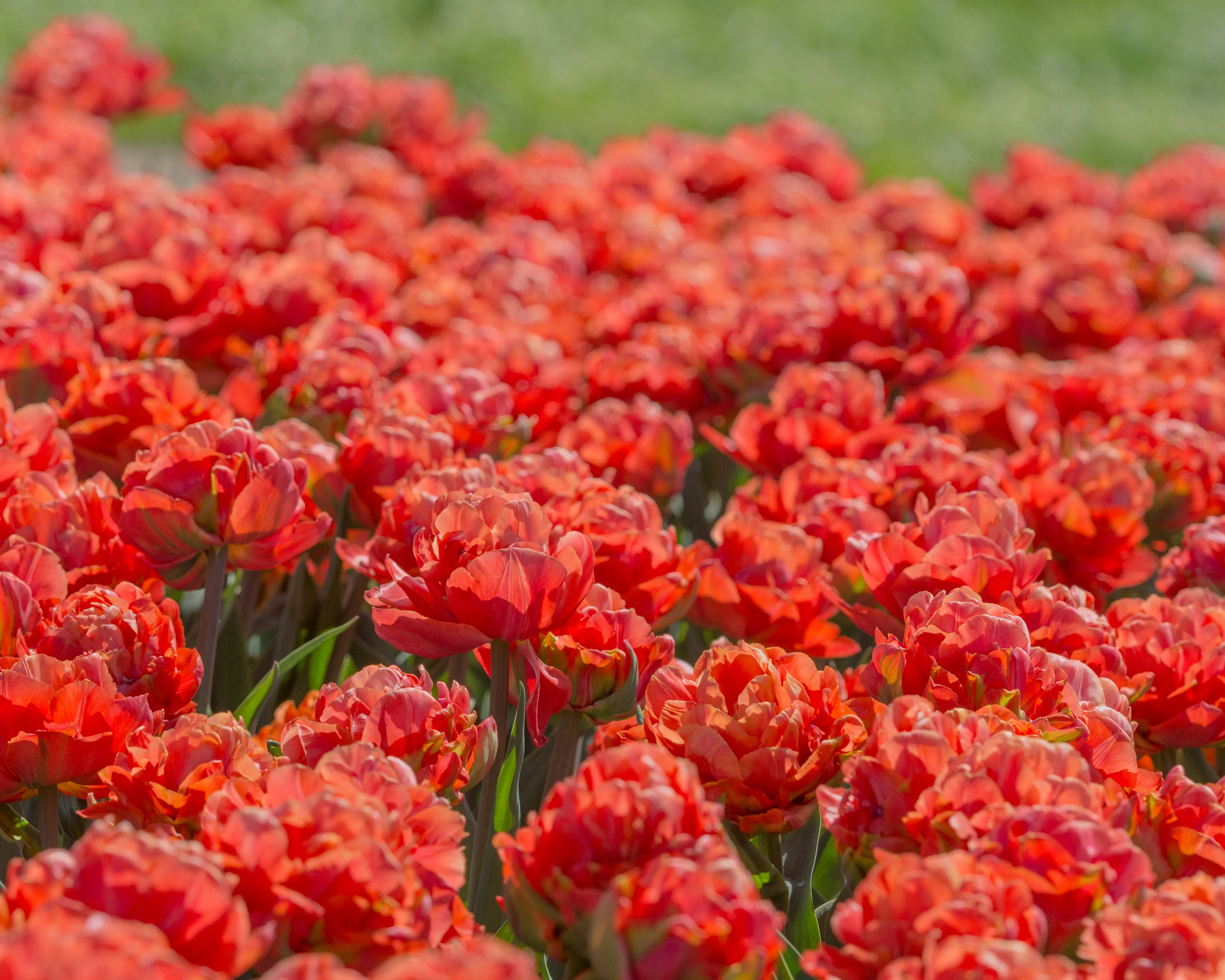 Tulip 'Valdivia' - Image 4