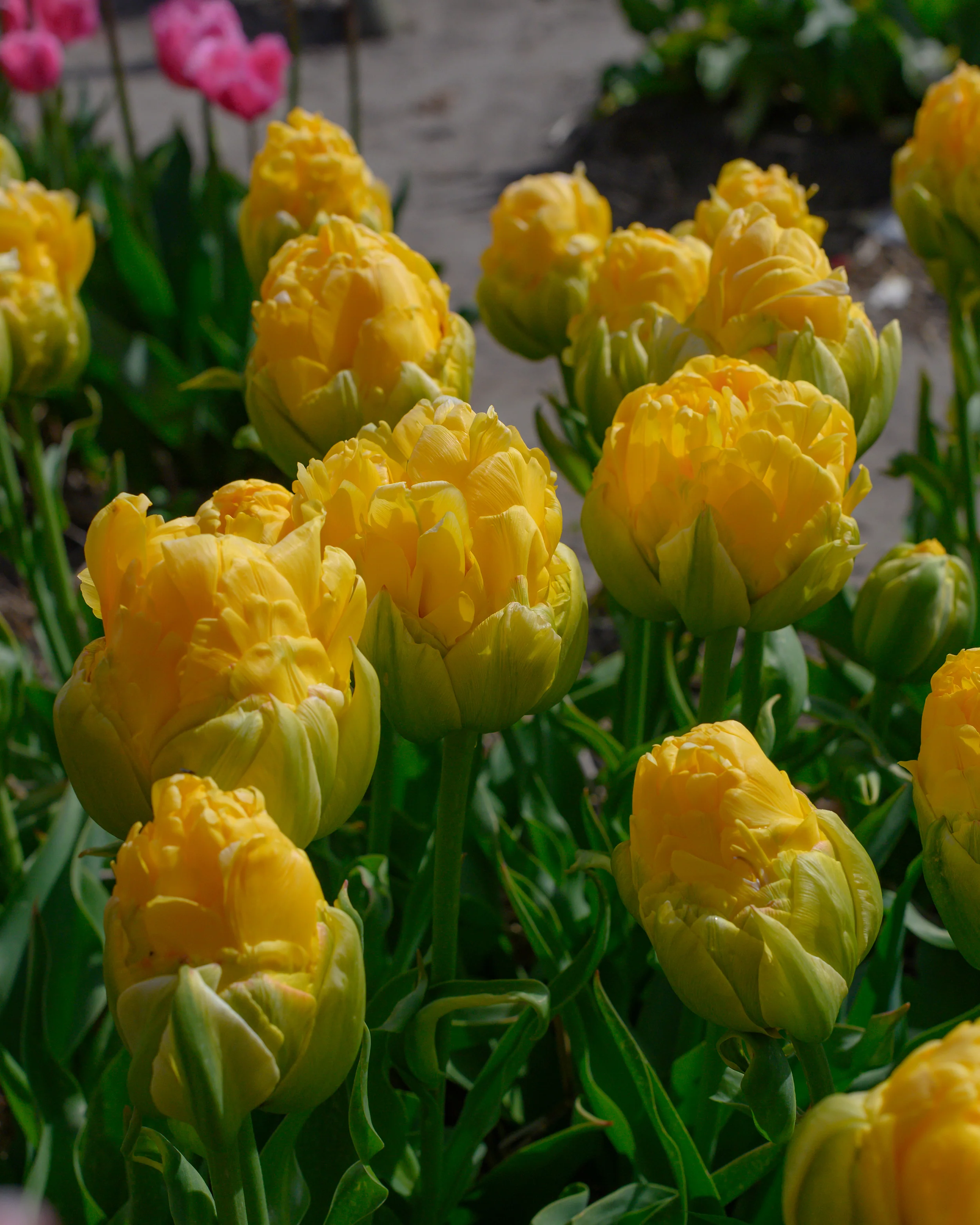 Tulip 'Vanilla Coup' - Image 10