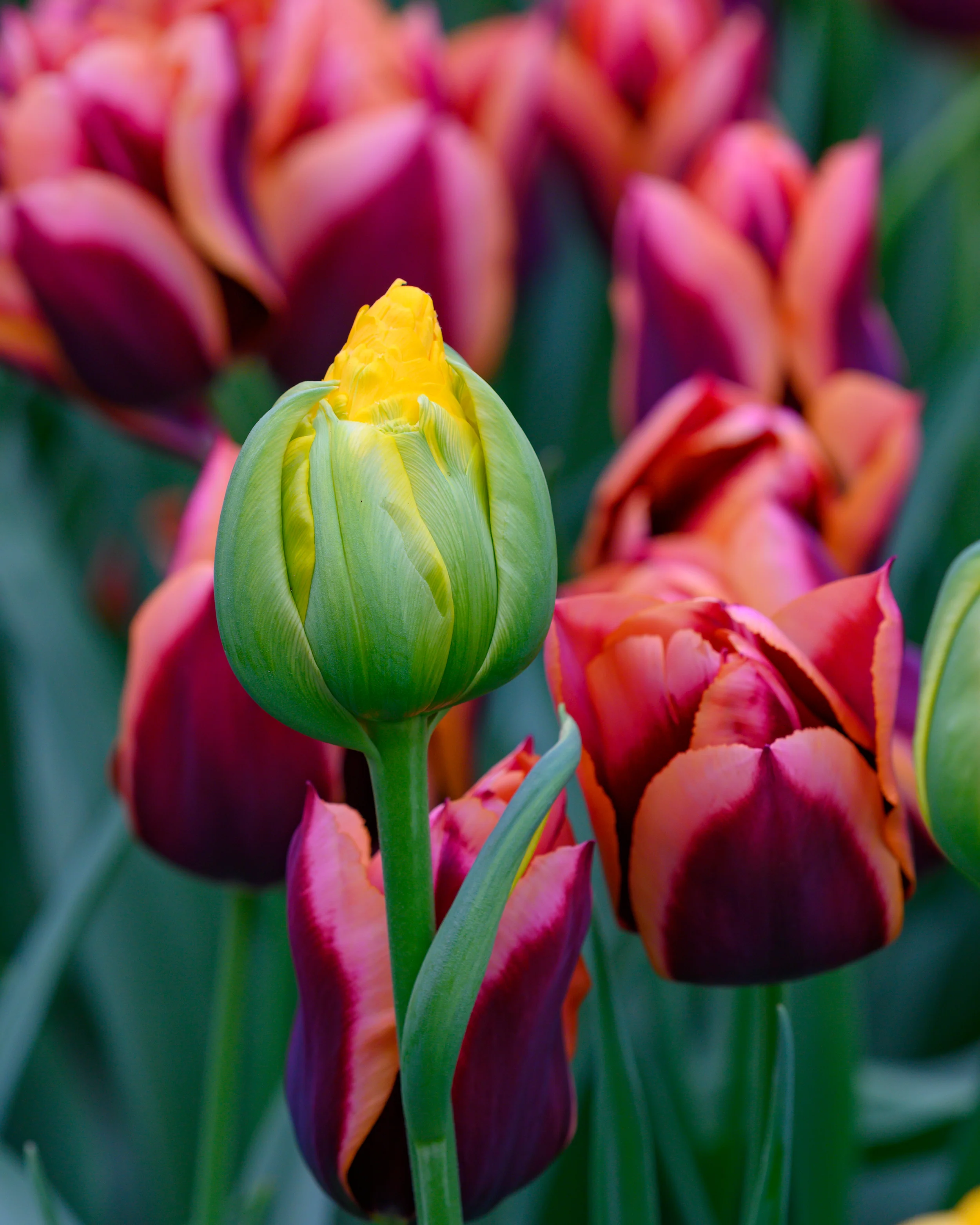 Tulip 'Vanilla Coup' - Image 12
