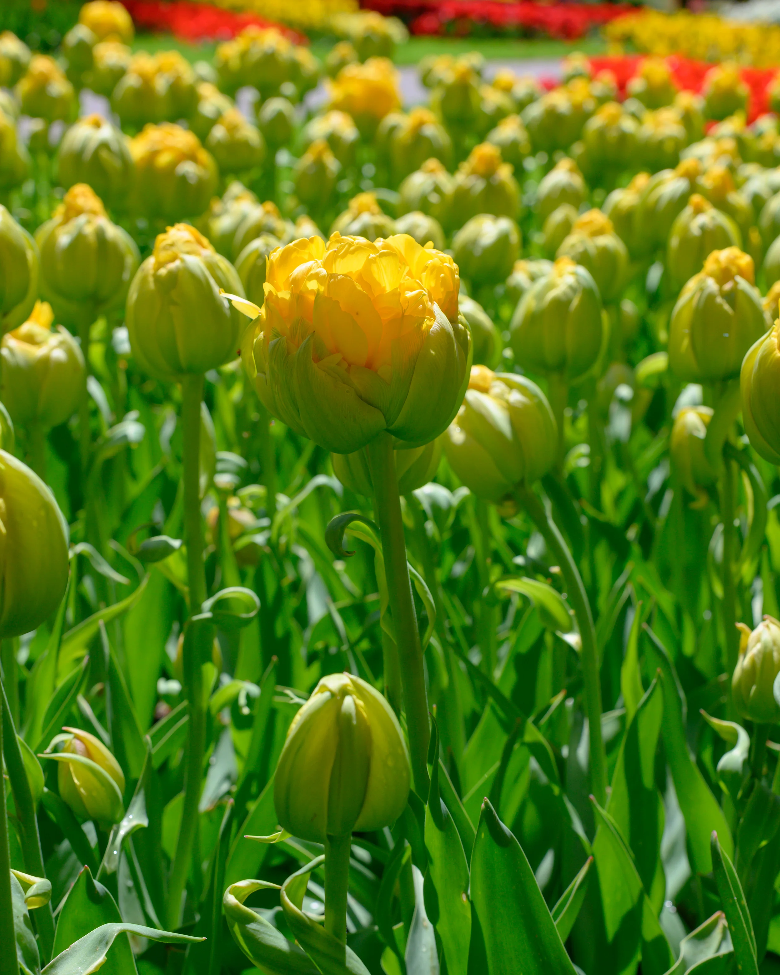 Tulip 'Vanilla Coup' - Image 13