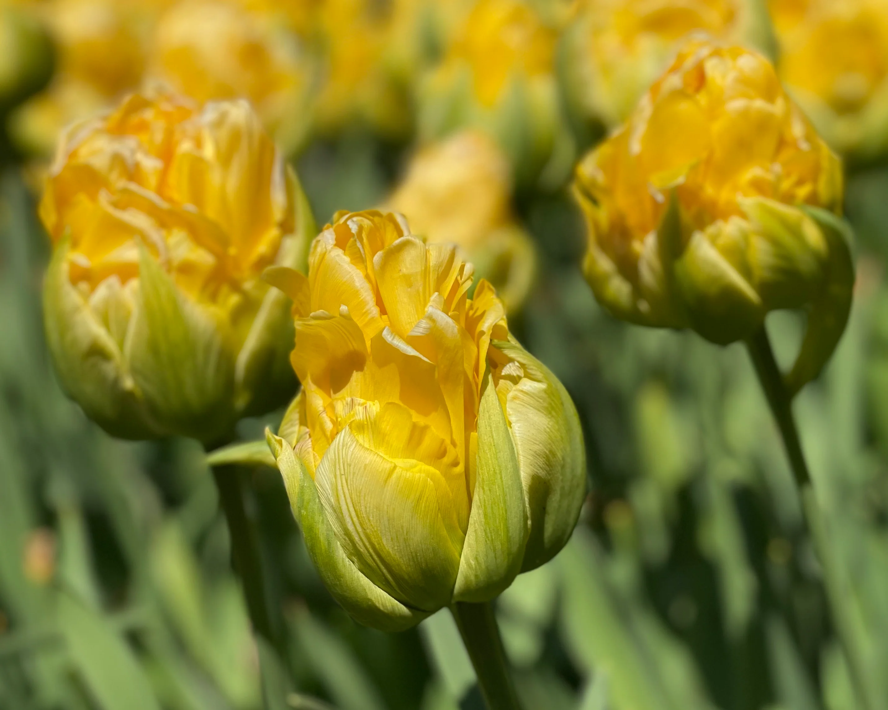 Tulip 'Vanilla Coup' - Image 3