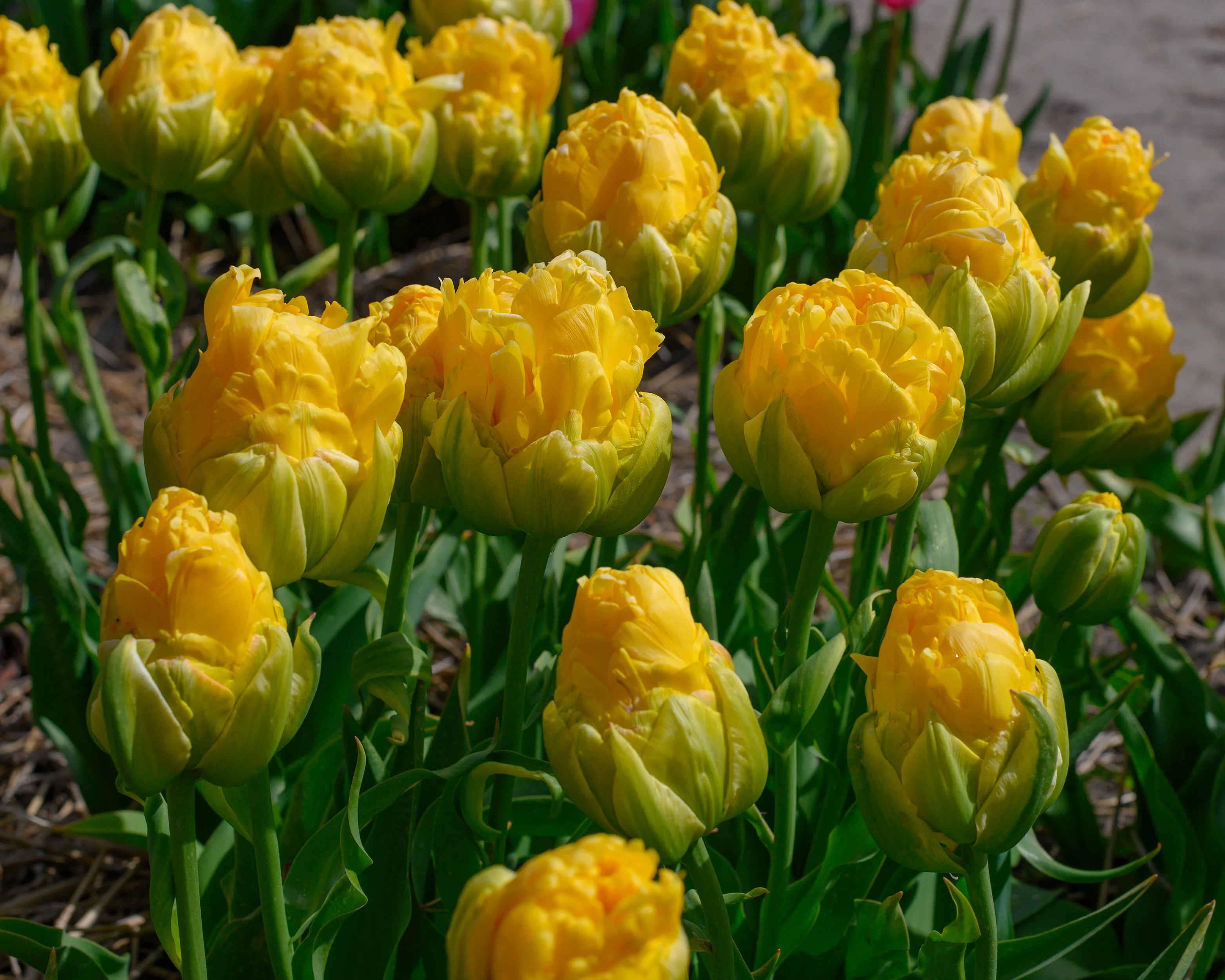 Tulip 'Vanilla Coup' - Image 4
