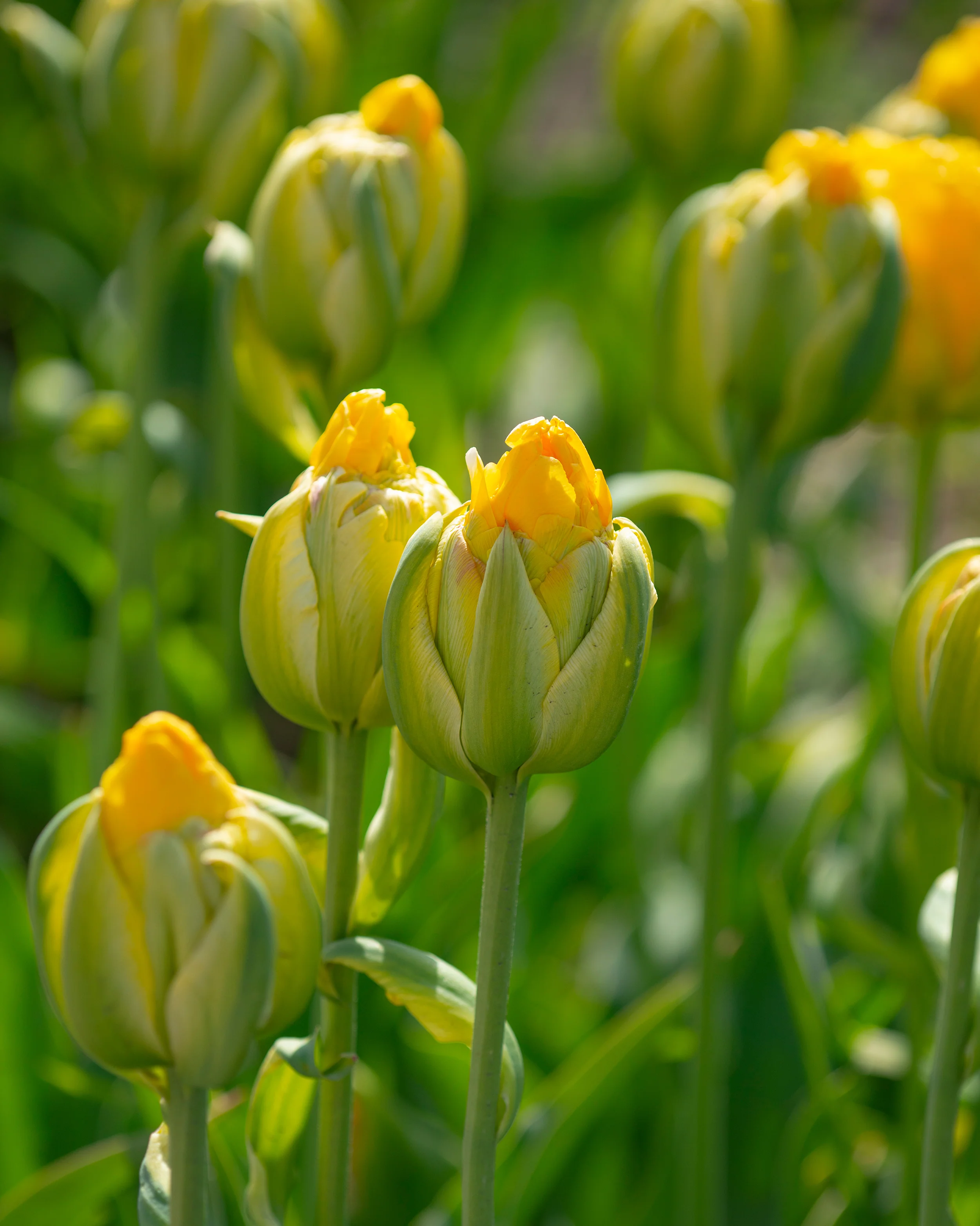 Tulip 'Vanilla Coup' - Image 7