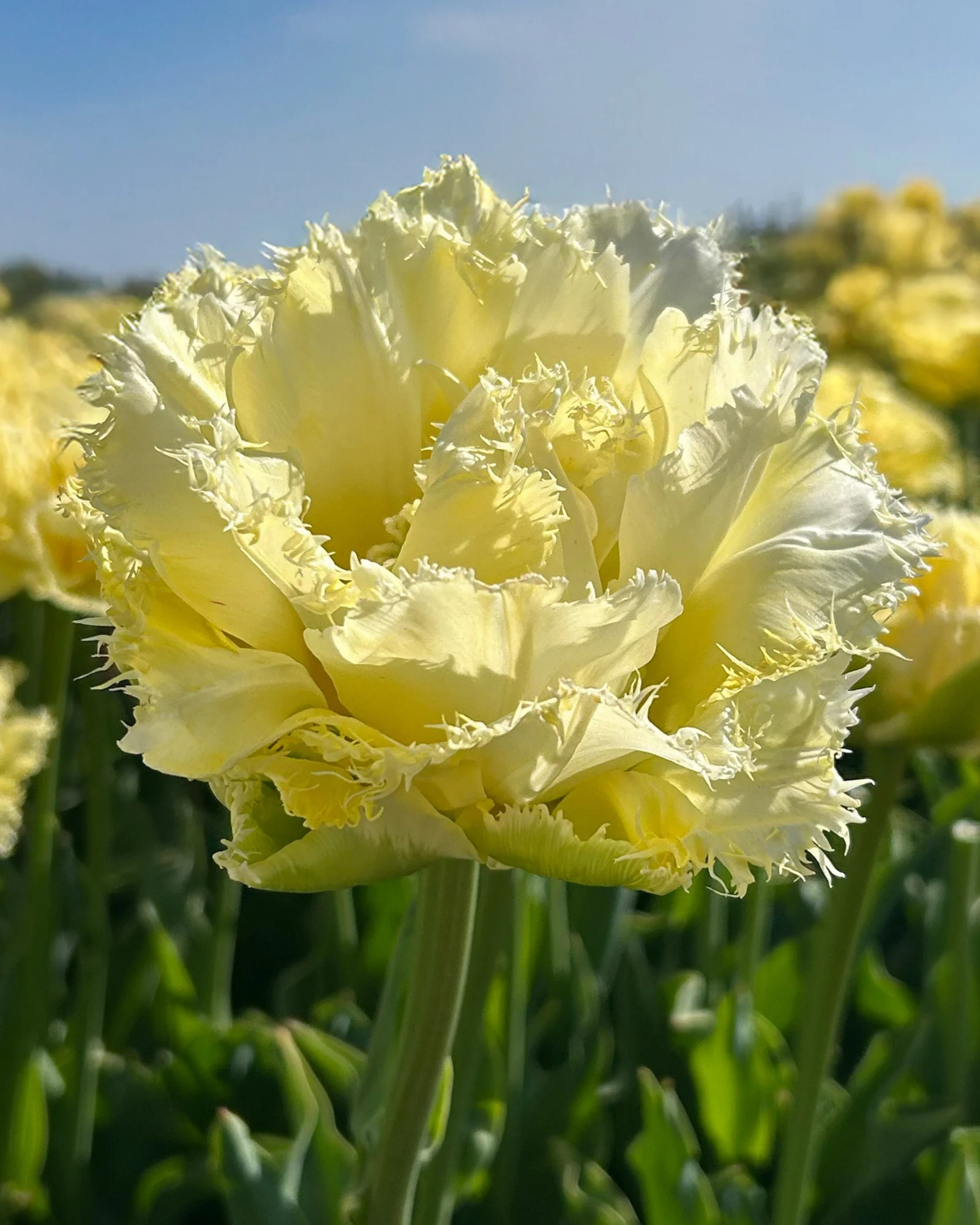 Tulip 'Vanilla Dance'