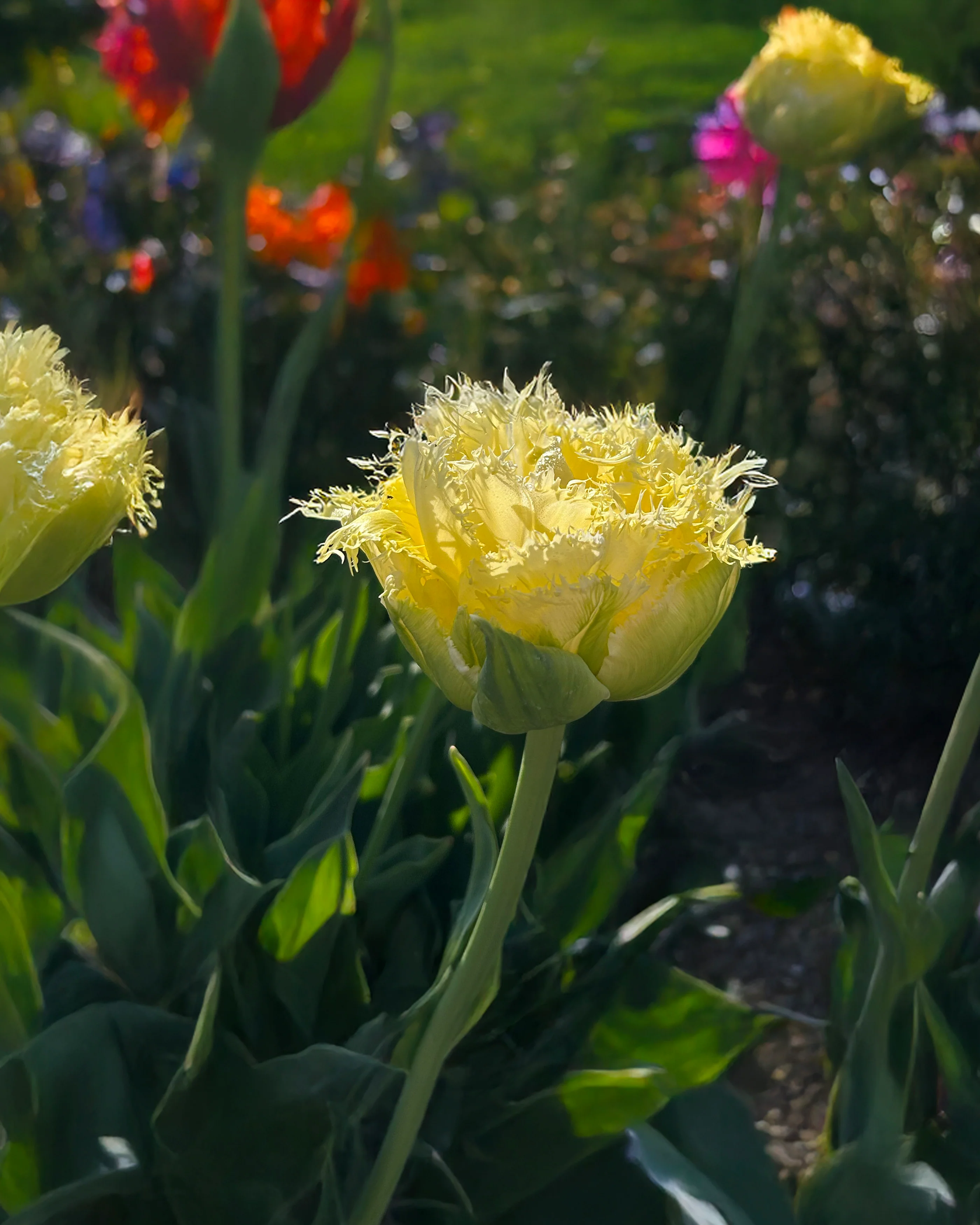 Tulip 'Vanilla Dance' - Image 6