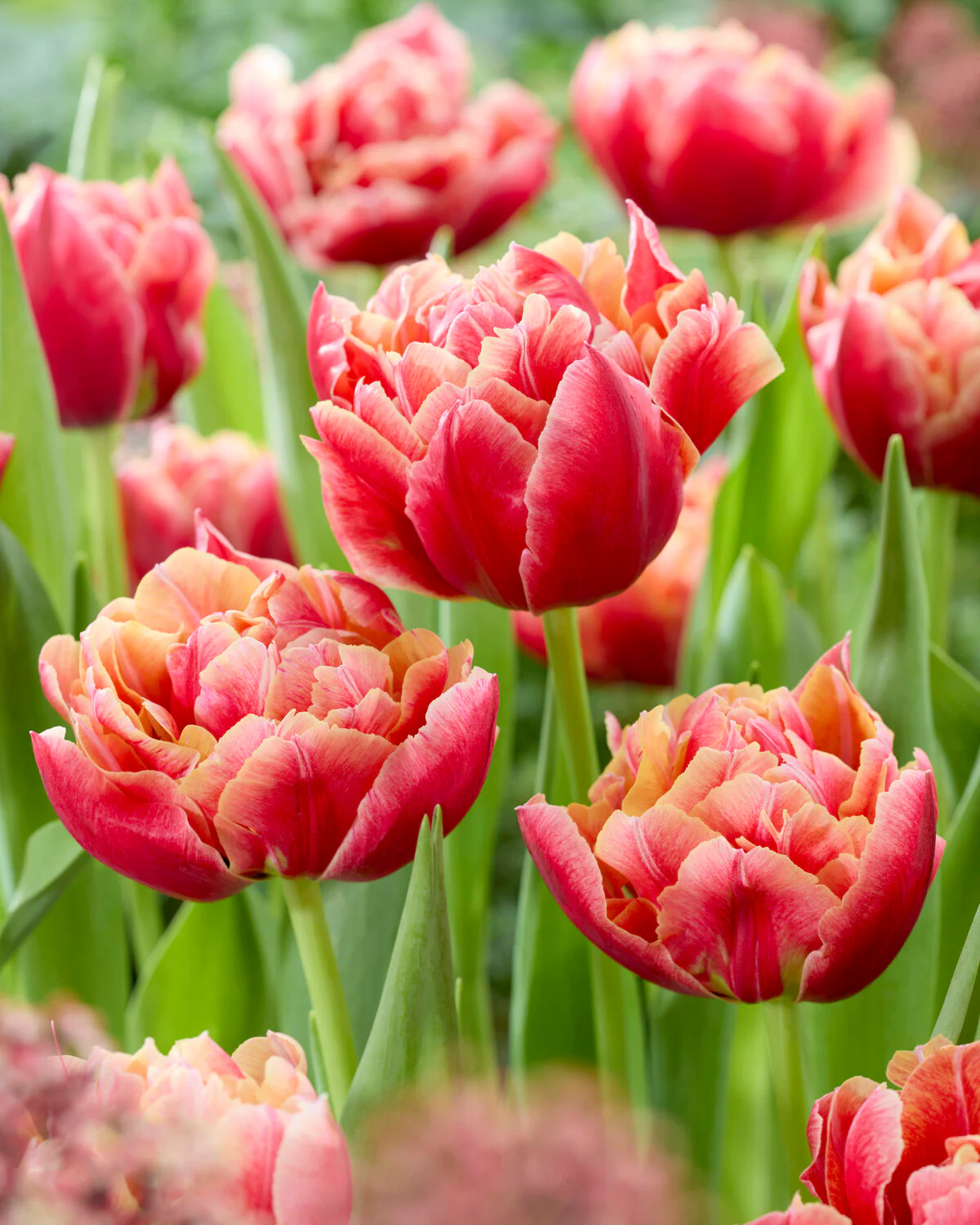 Tulip 'Verona Sunrise' - Image 4