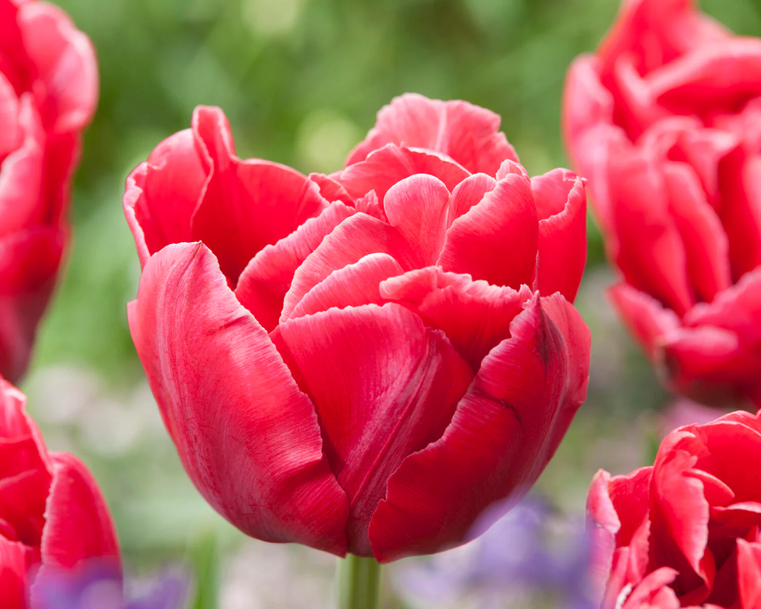 Tulip 'Verona Sunrise' - Image 5