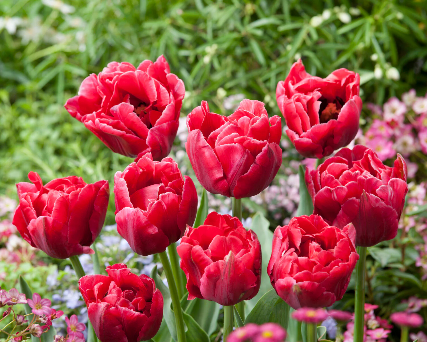 Tulip 'Verona Sunrise' - Image 6