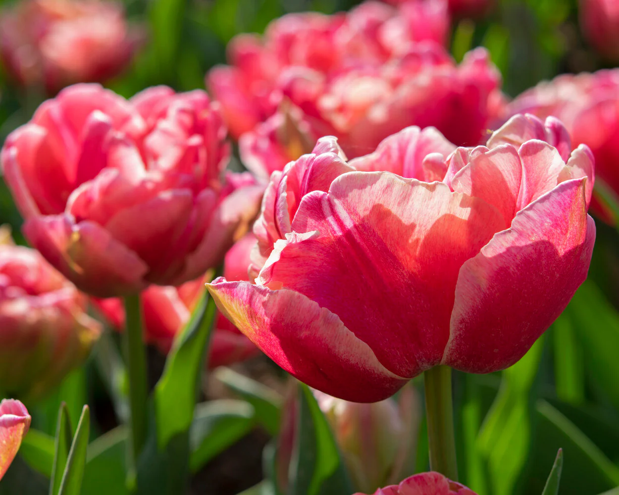 Tulip 'Verona Sunrise' - Image 7