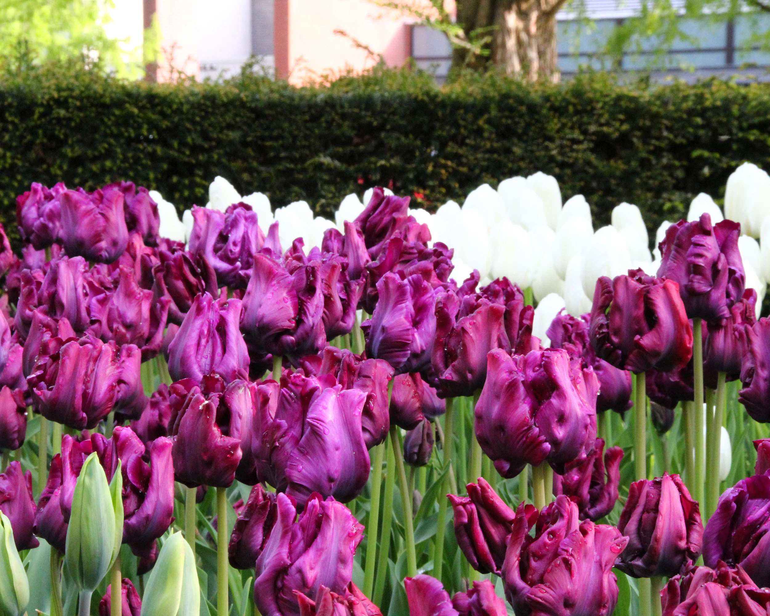 Tulip 'Victoria's Secret' - Image 2