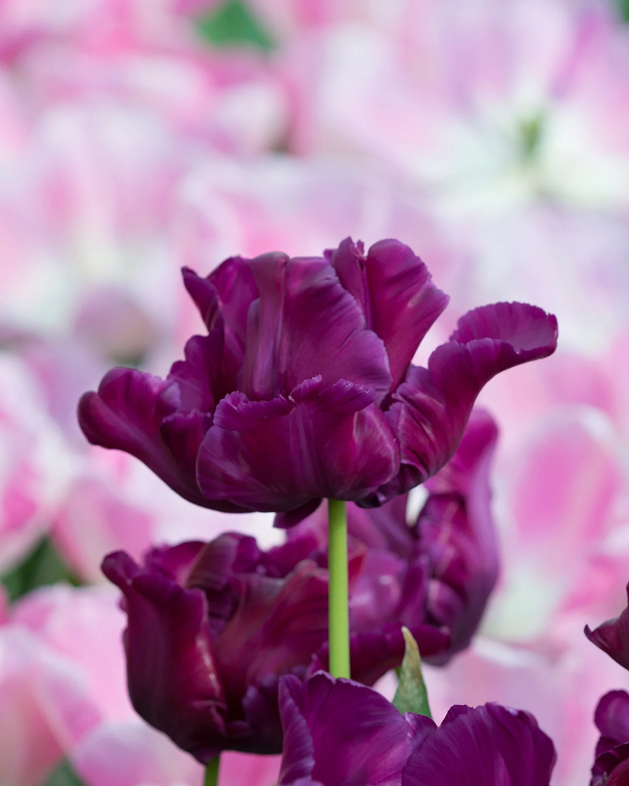 Tulip 'Victoria's Secret' - Image 3