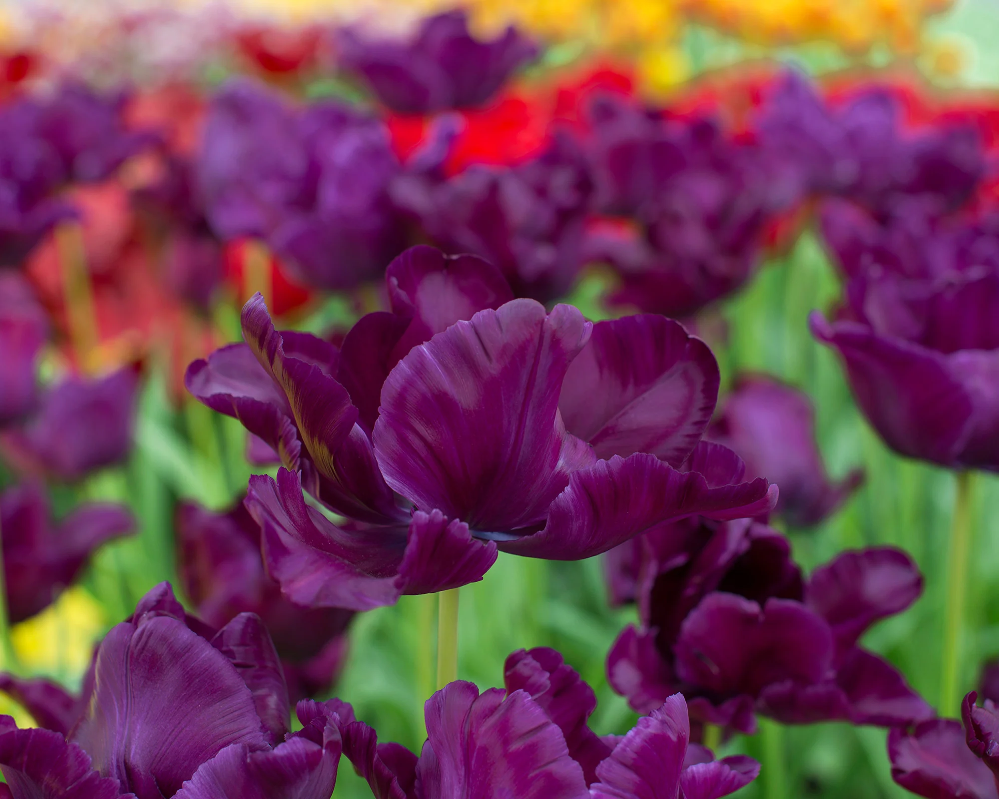 Tulip 'Victoria's Secret' - Image 4