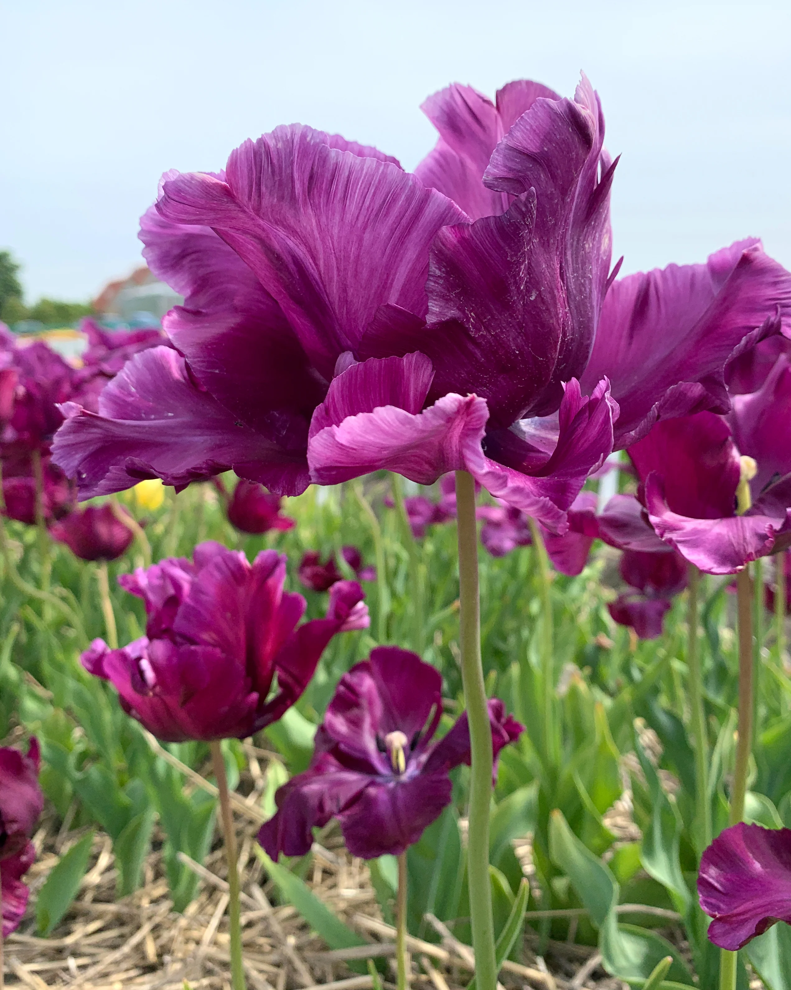 Tulip 'Victoria's Secret' - Image 6