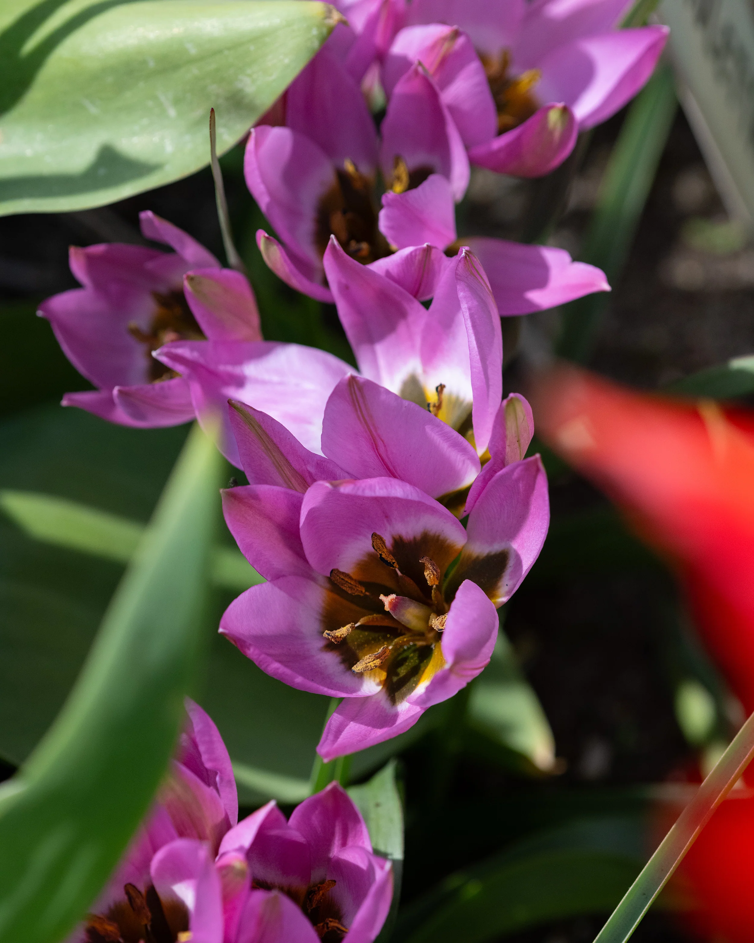Tulip 'Violetta' - Image 6