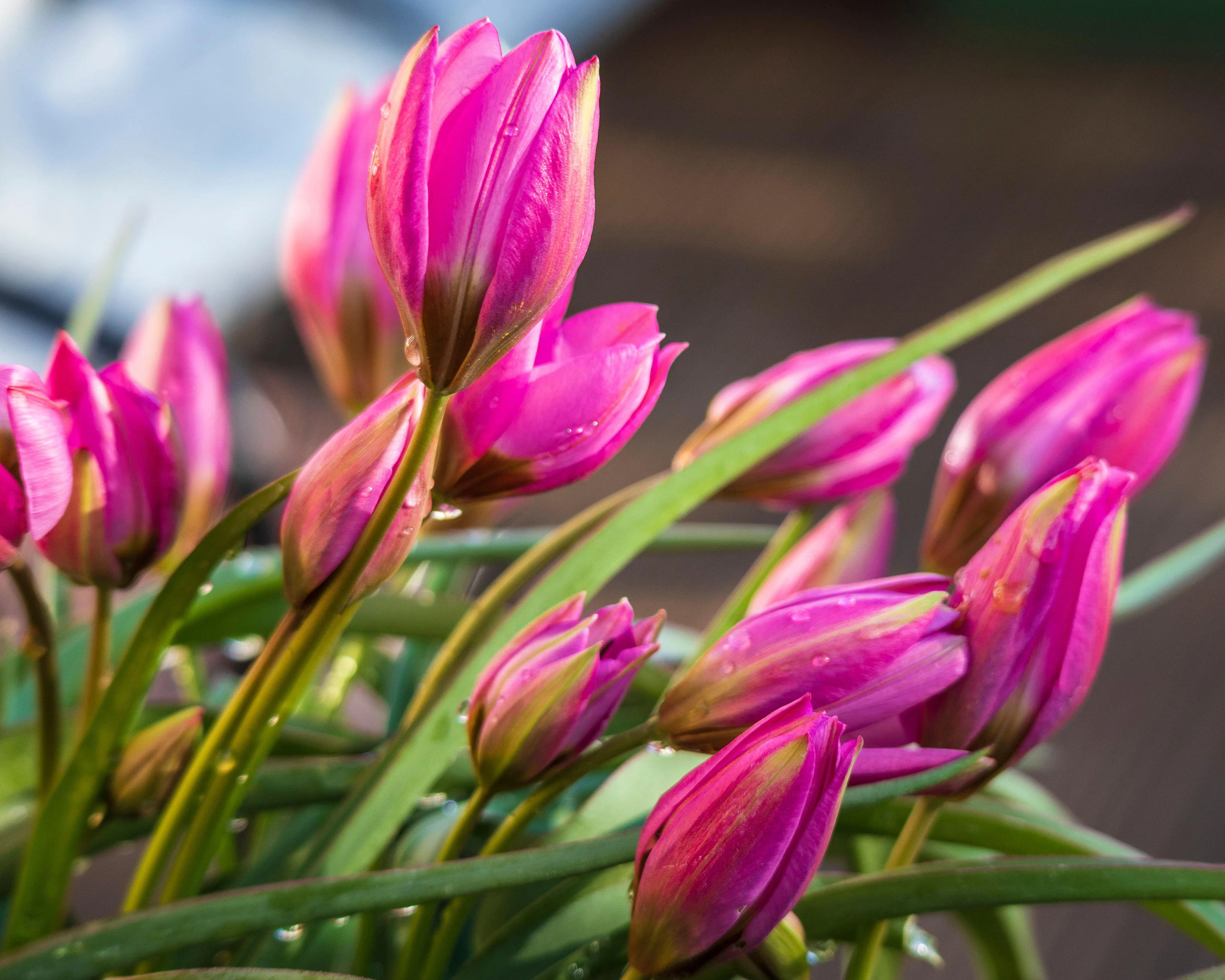 Tulip 'Violetta' - Image 8