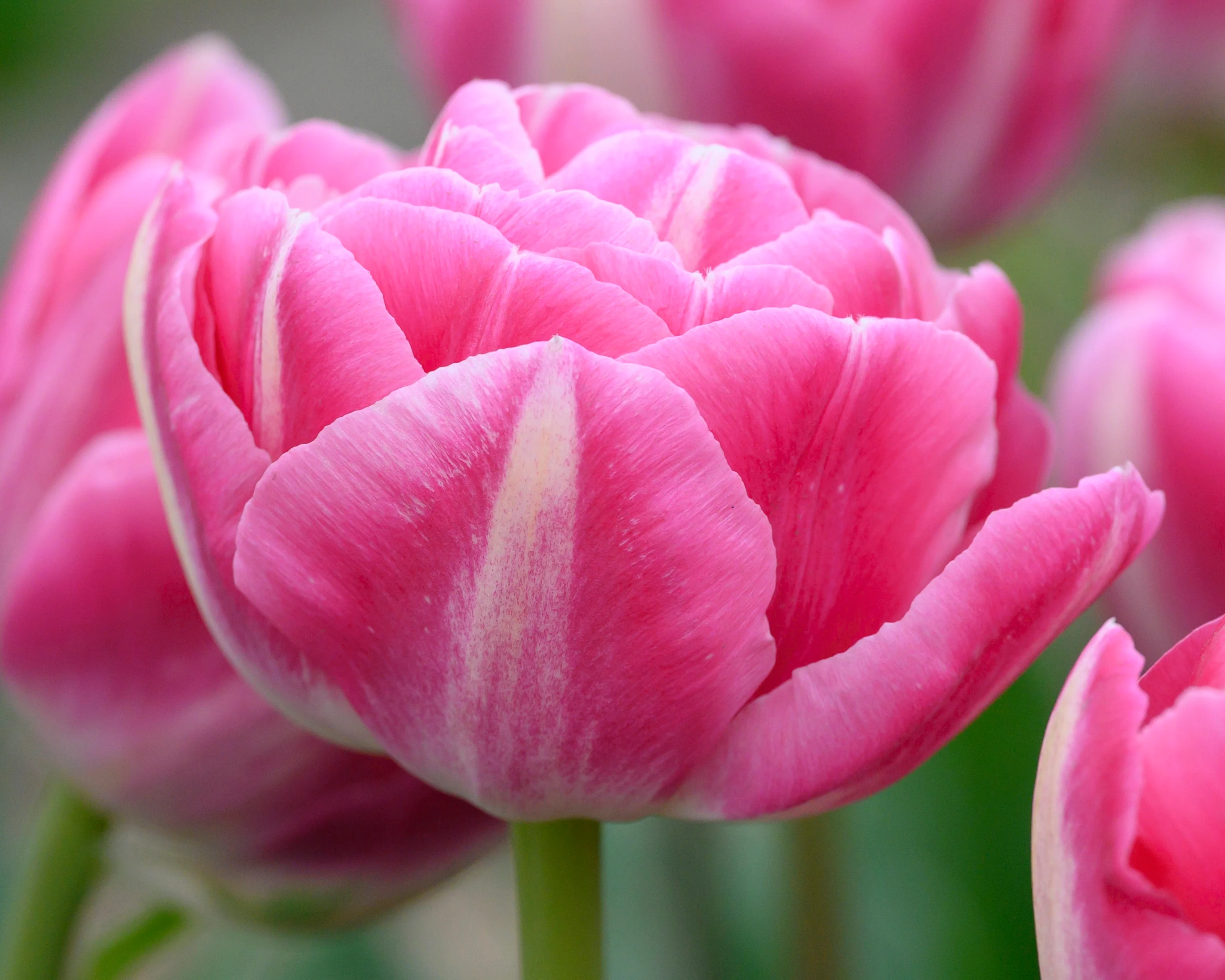 Tulip 'Vogue' - Image 11