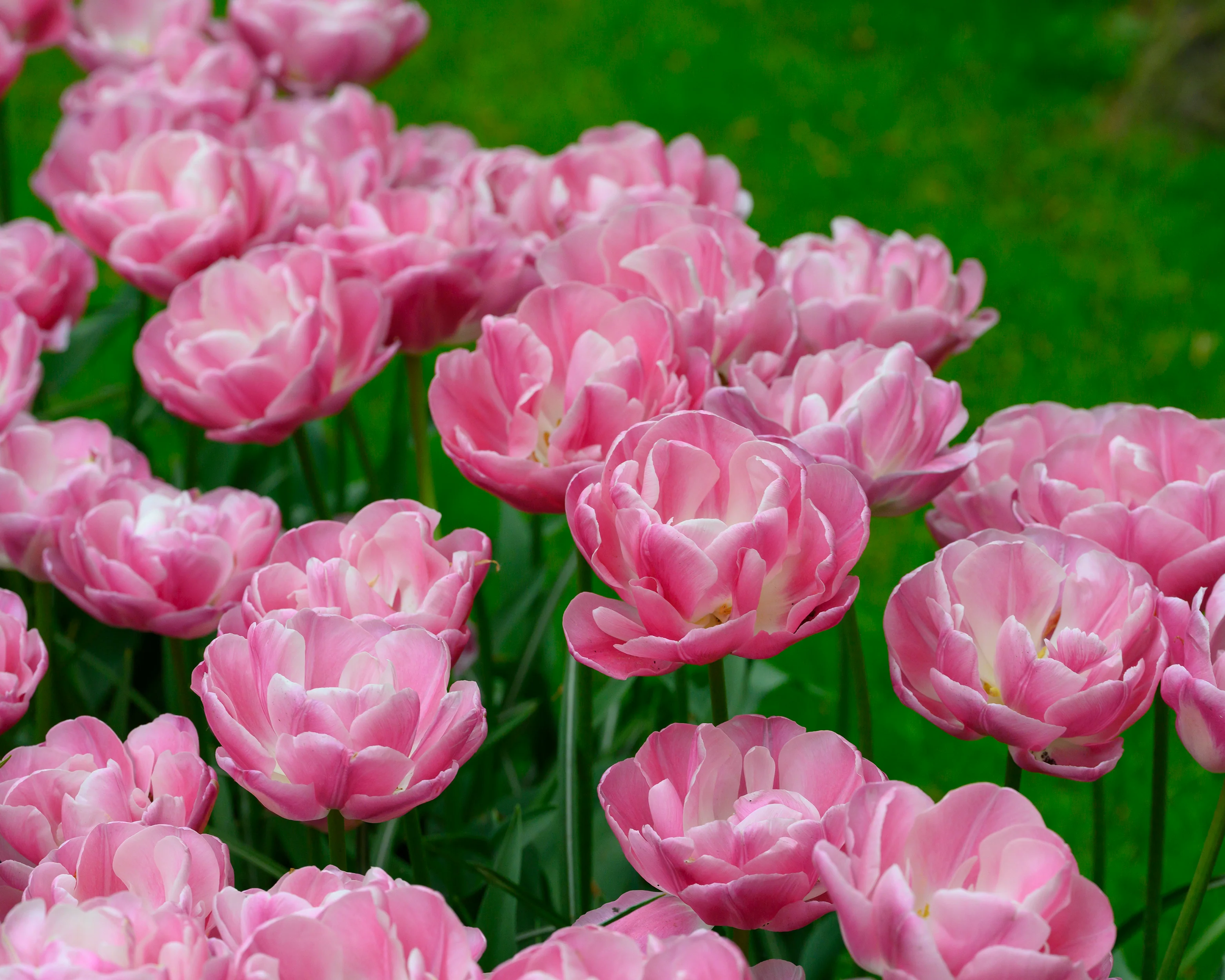 Tulip 'Vogue' - Image 2