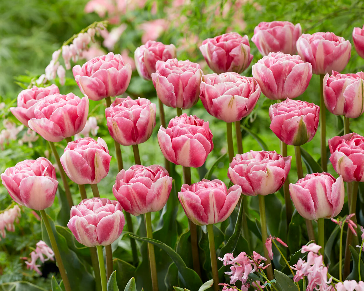 Tulip 'Vogue' - Image 5