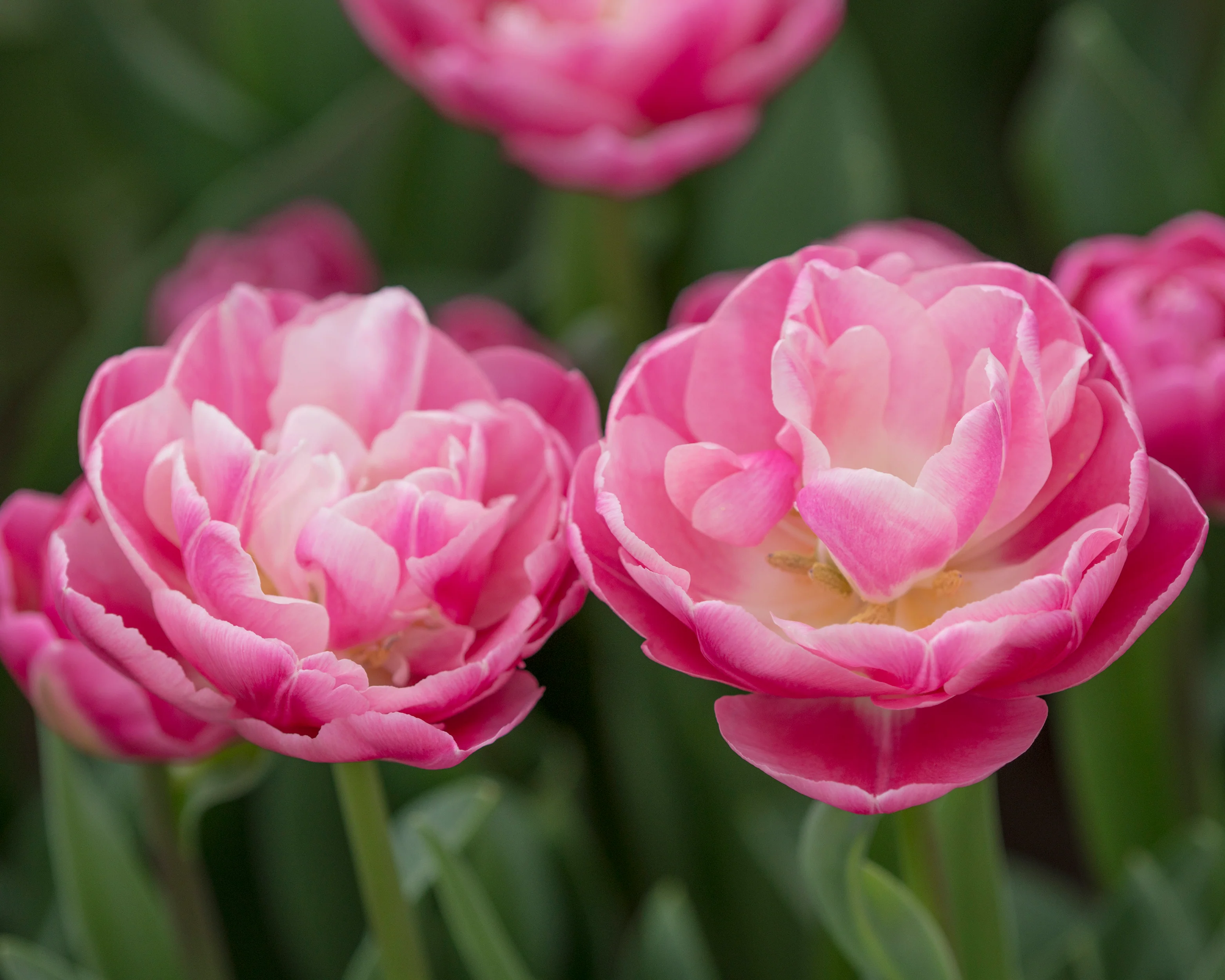 Tulip 'Vogue' - Image 7