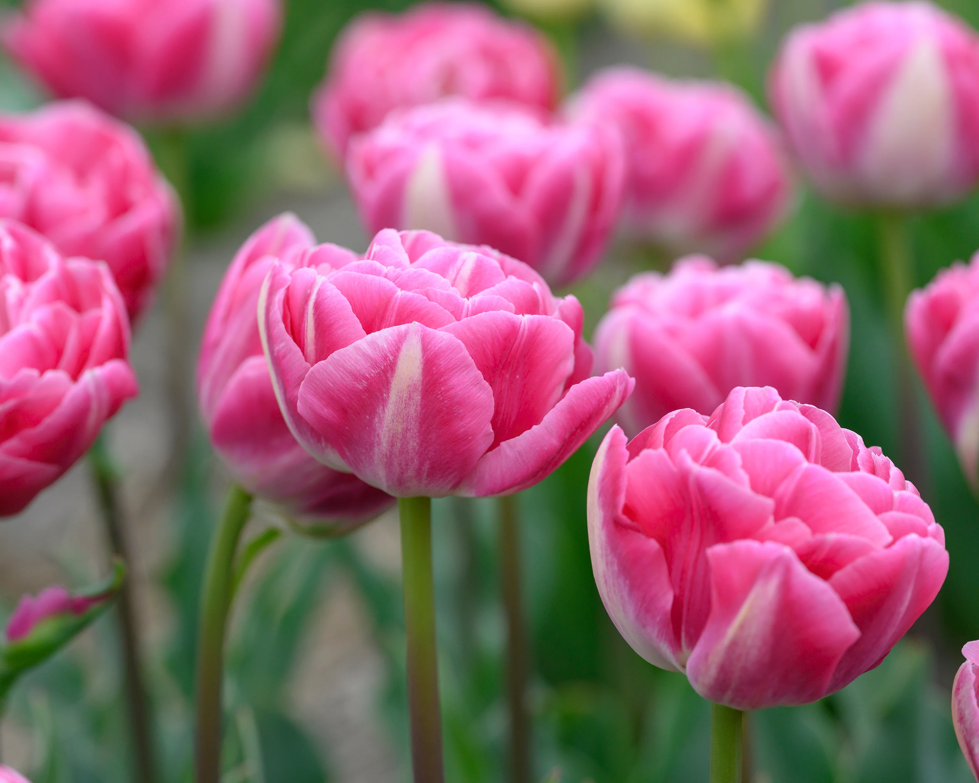 Tulip 'Vogue' - Image 8