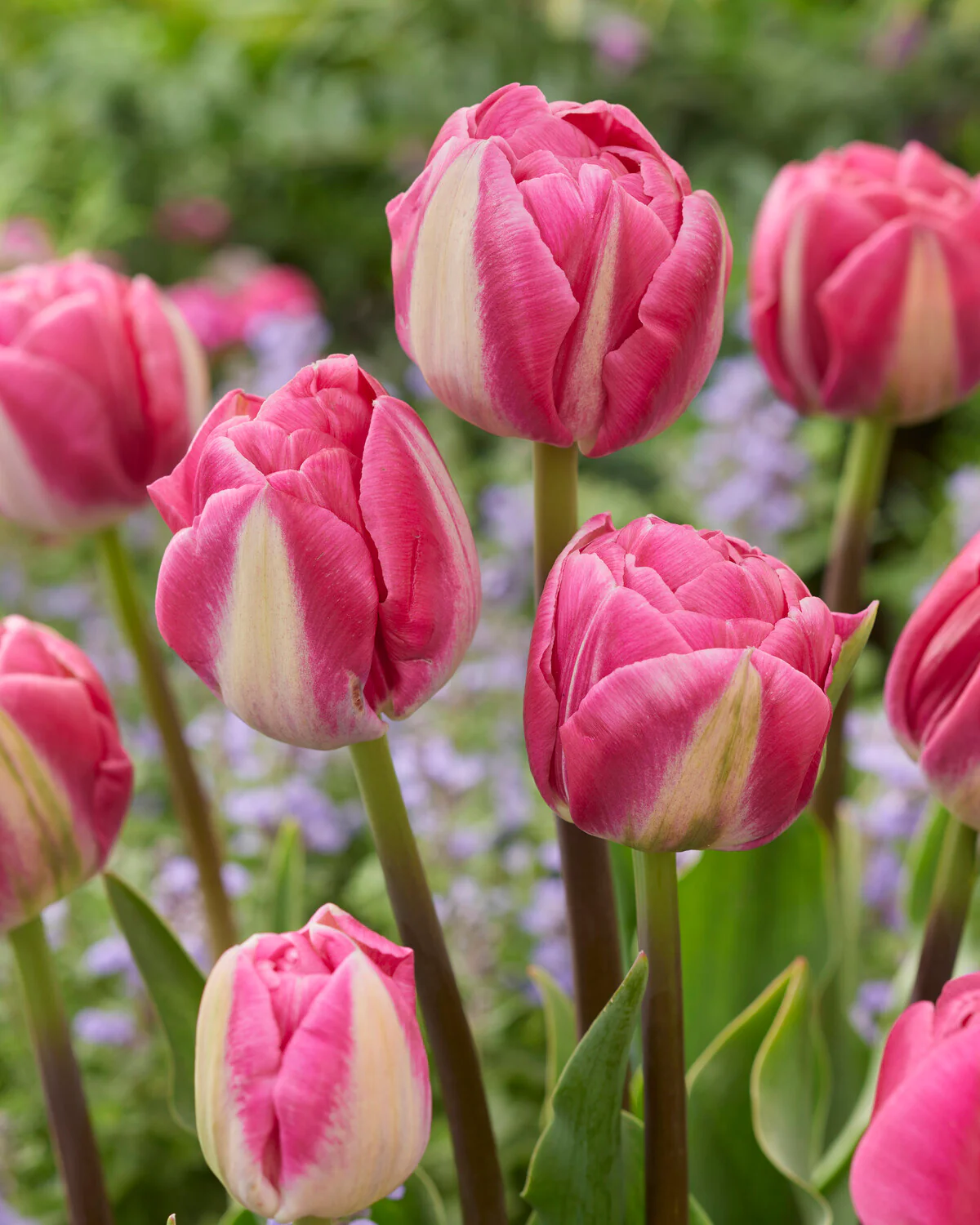 Tulip 'Vogue' - Image 9