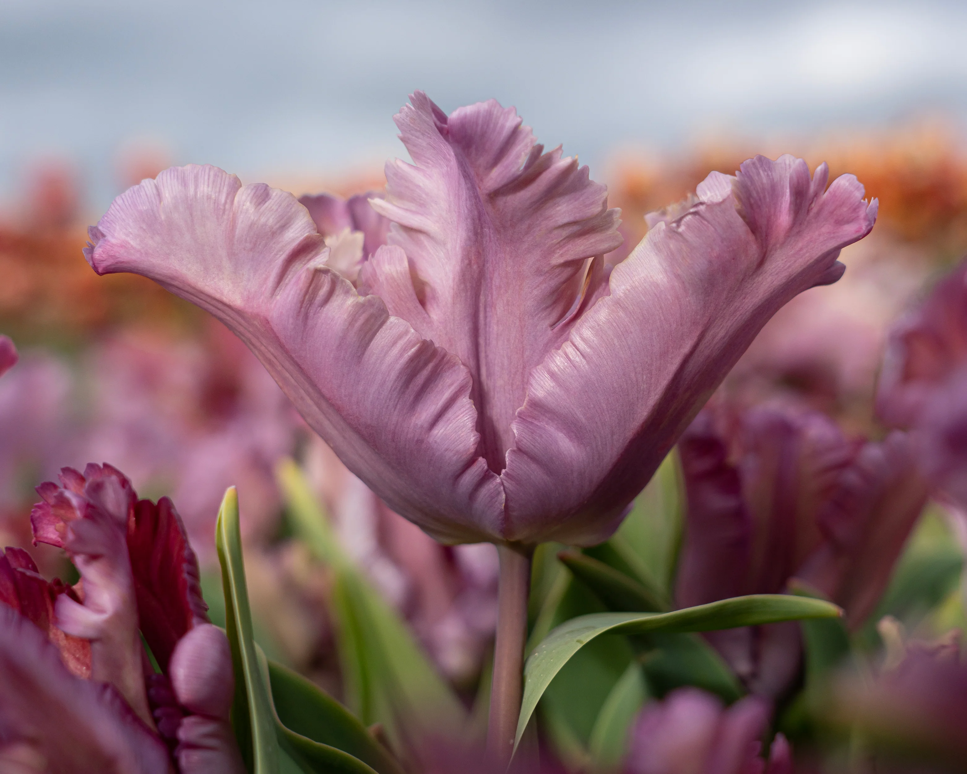 Tulip 'Vovos' - Image 4