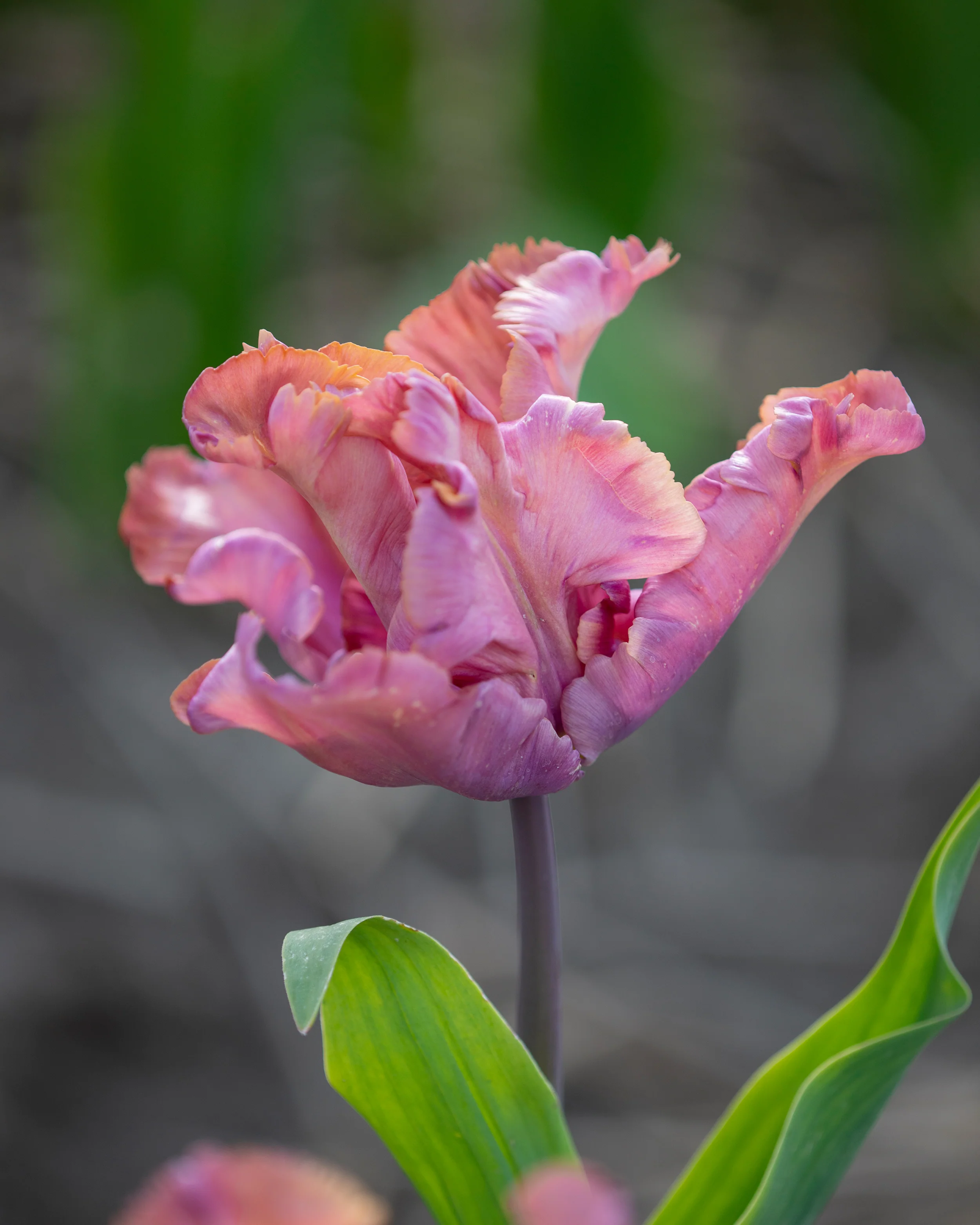 Tulip 'Vovos' - Image 5