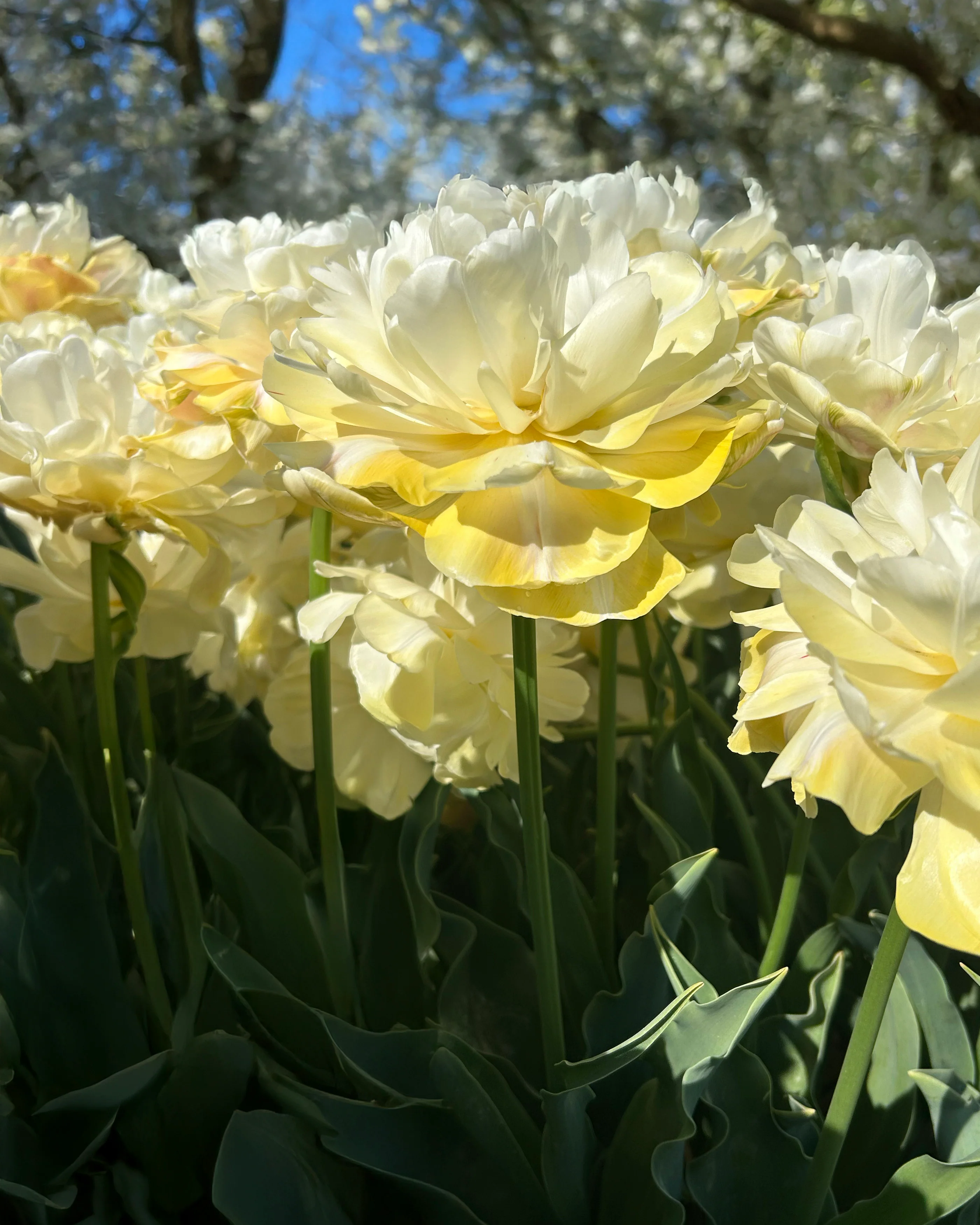 Tulip 'Wedding Dream' - Image 3