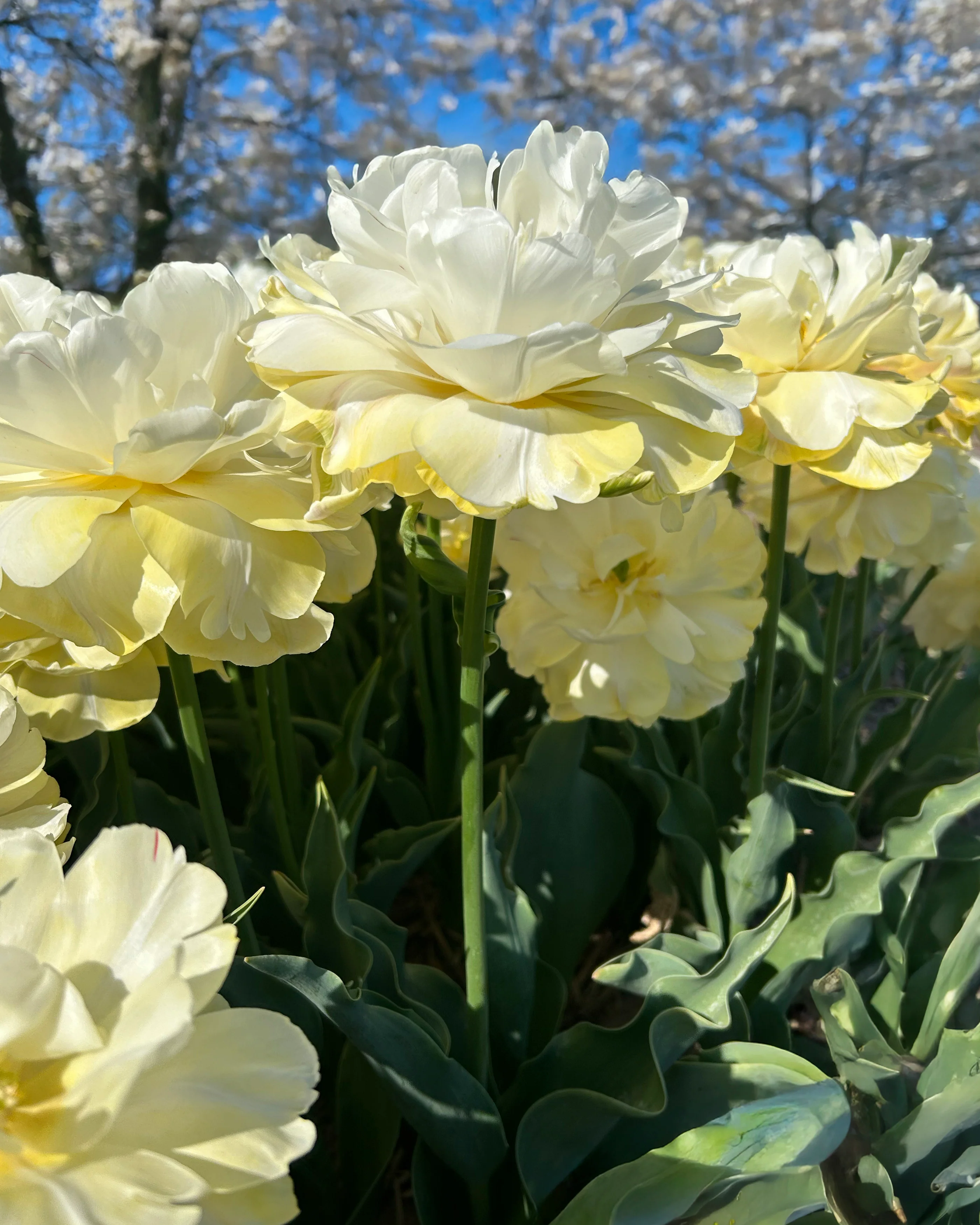 Tulip 'Wedding Dream' - Image 5