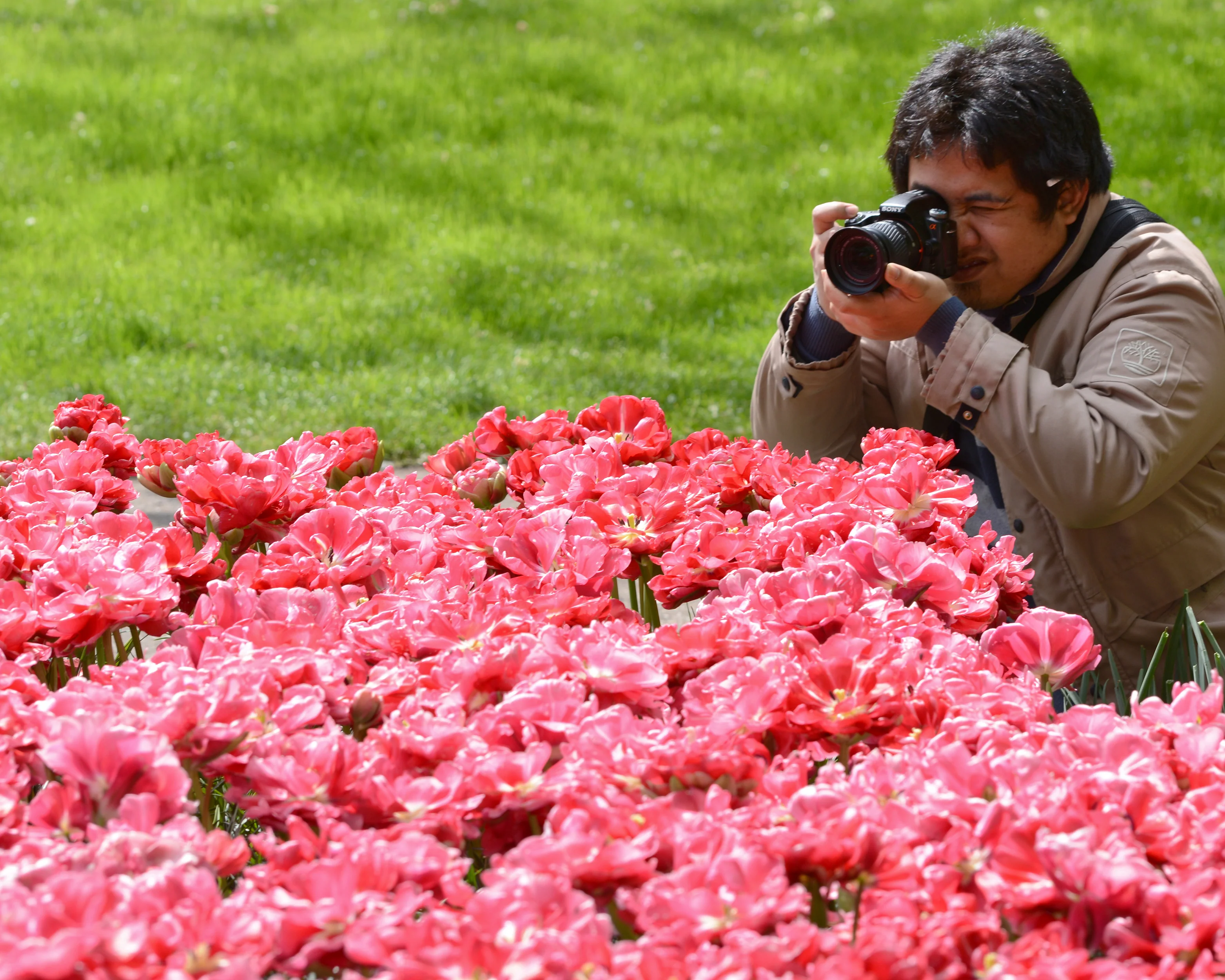 Tulip 'Wedding Gift' - Image 13