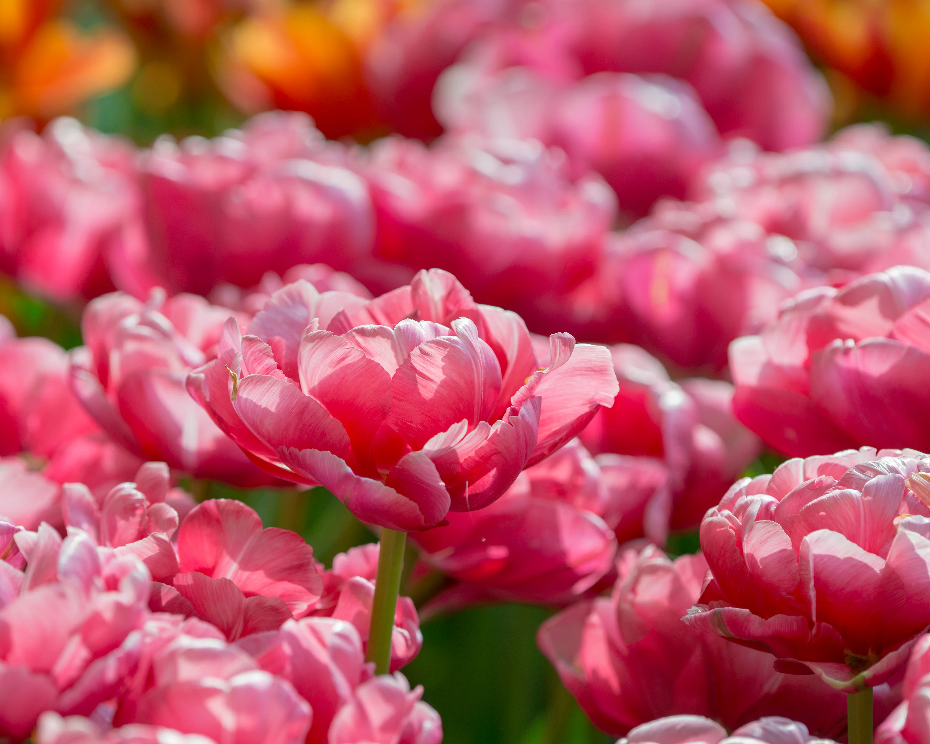 Tulip 'Wedding Gift' - Image 16