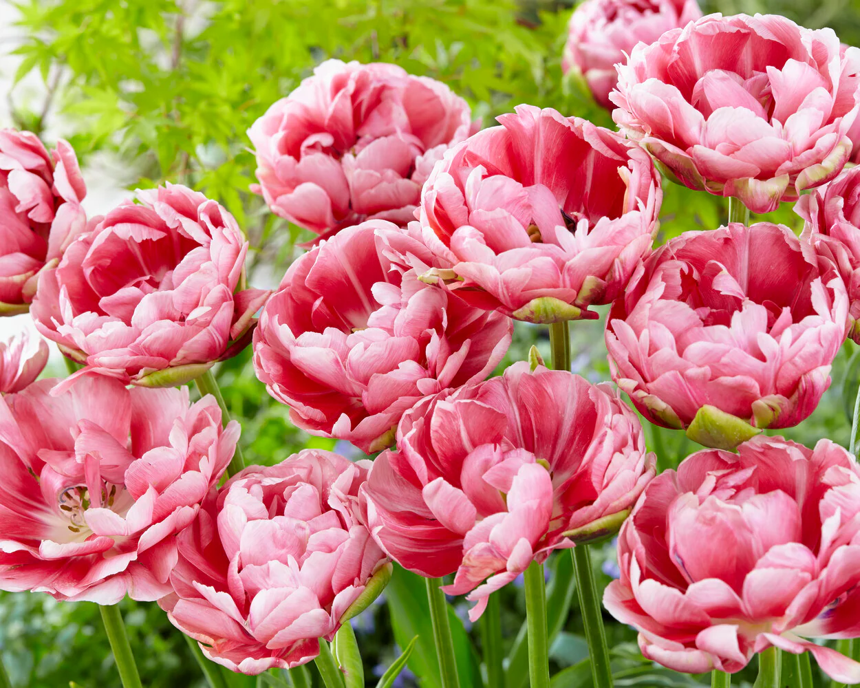 Tulip 'Wedding Gift' - Image 2