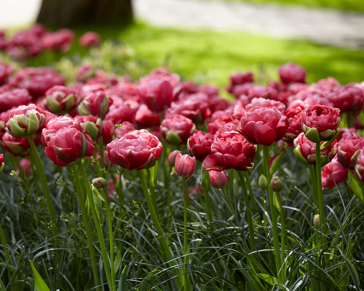 Tulip 'Wedding Gift' - Image 20
