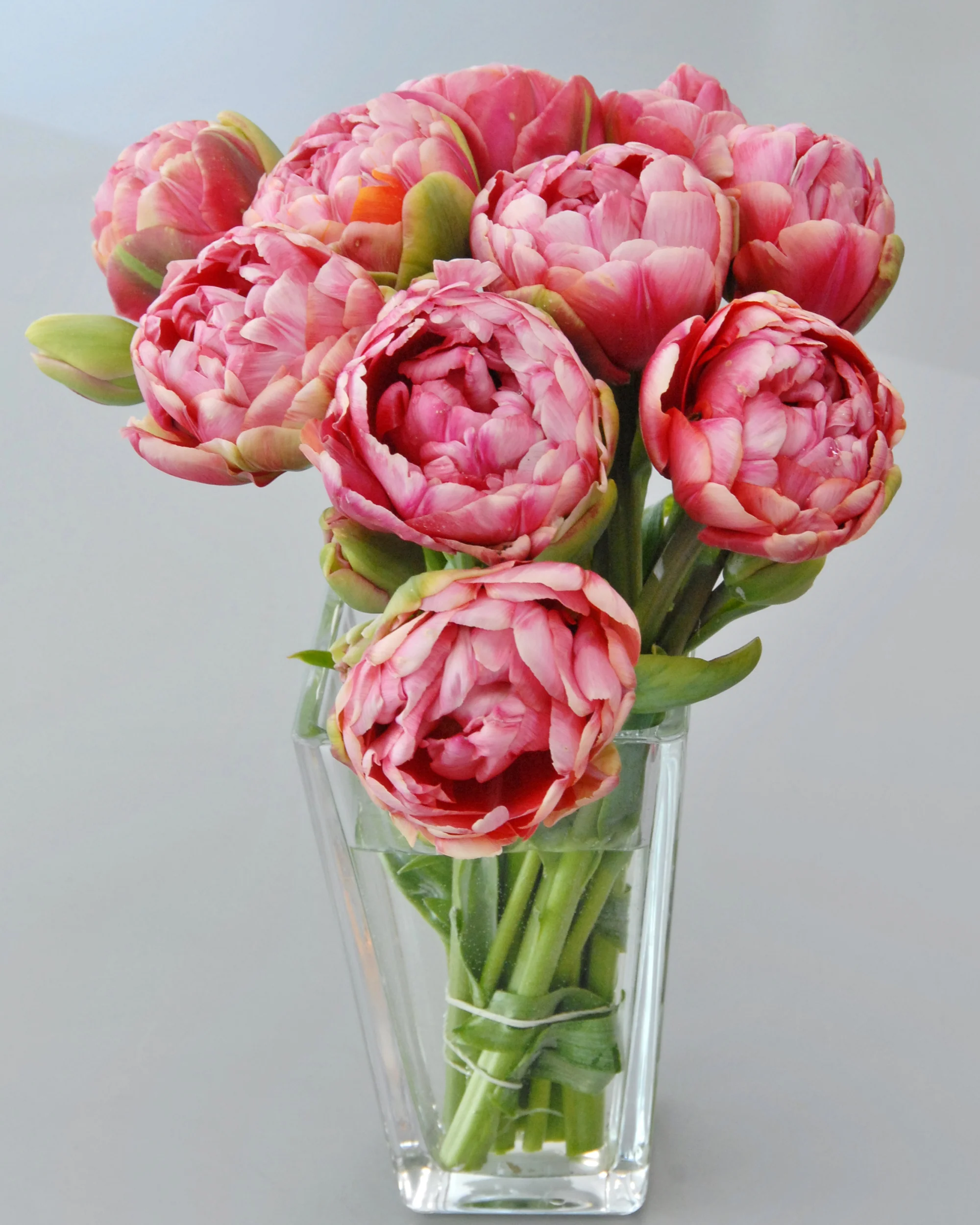Tulip 'Wedding Gift' - Image 7