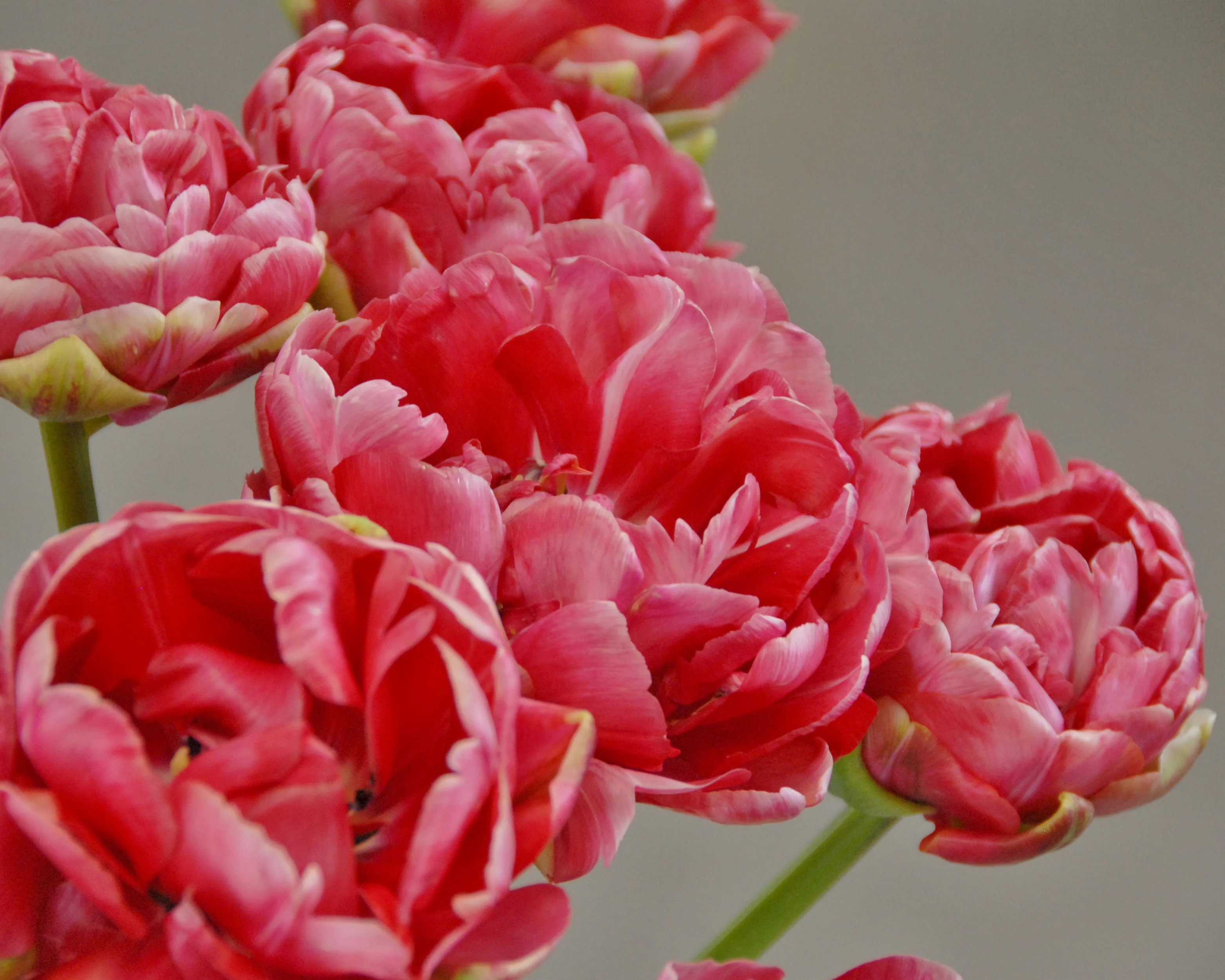 Tulip 'Wedding Gift' - Image 8