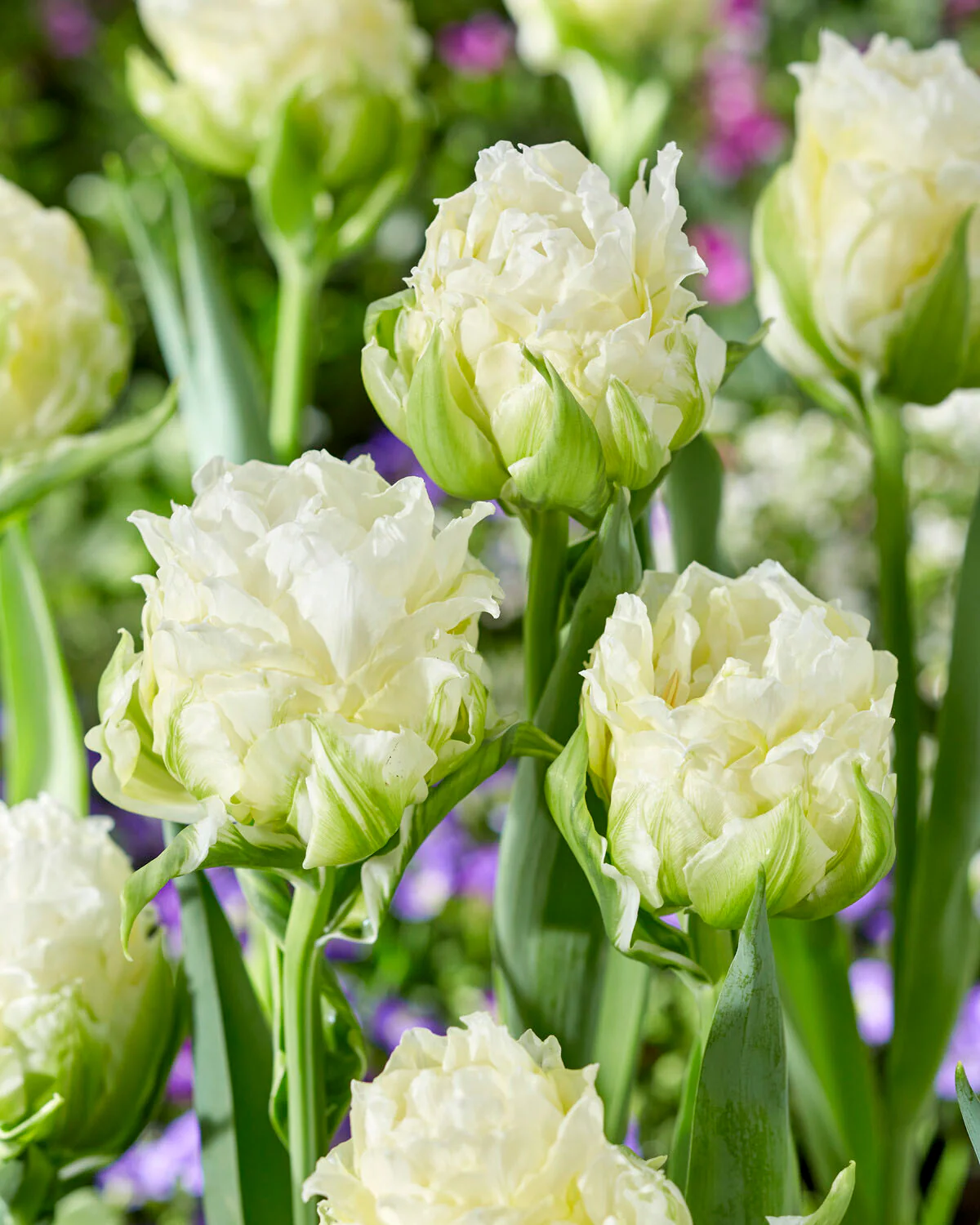 Tulip 'Whipped Cream' - Image 2