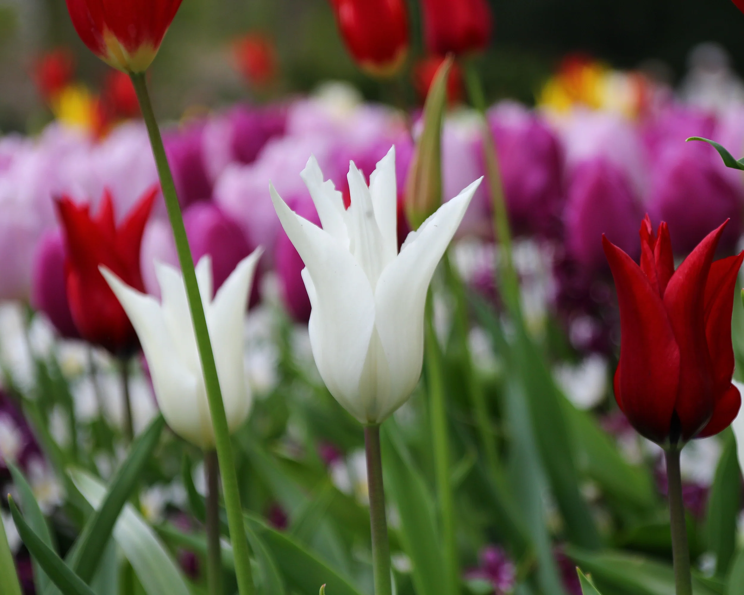 Tulip 'White Elegance' - Image 3