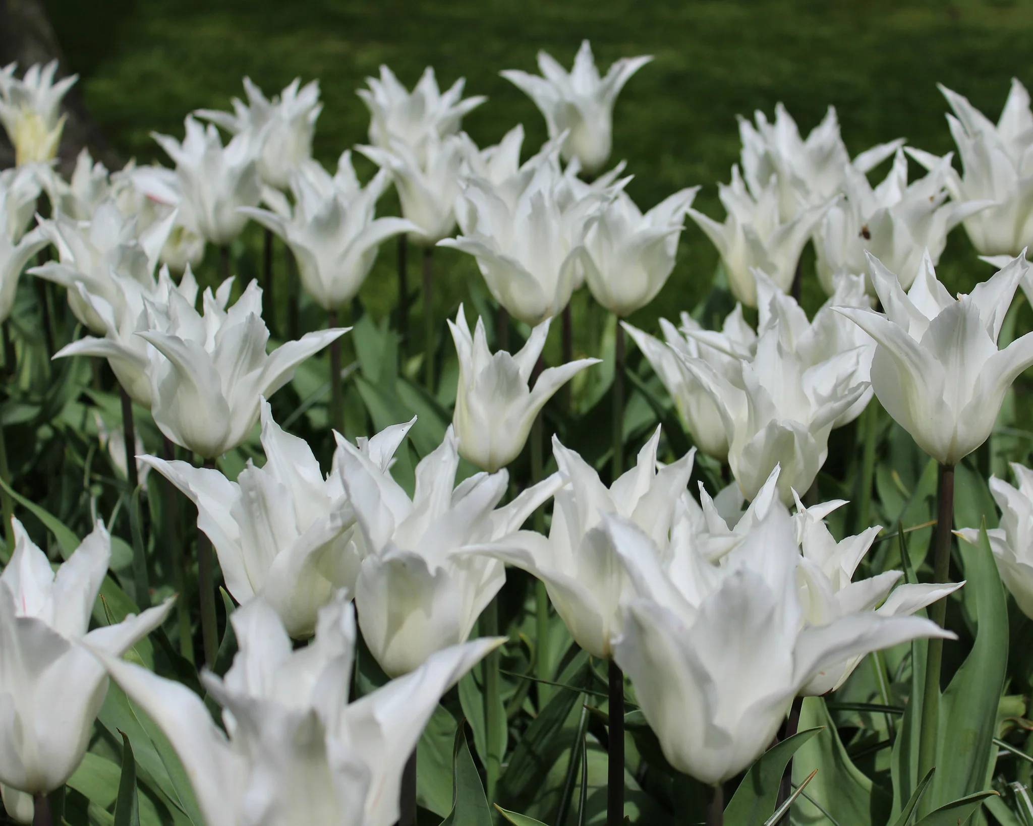 Tulip 'White Elegance' - Image 5
