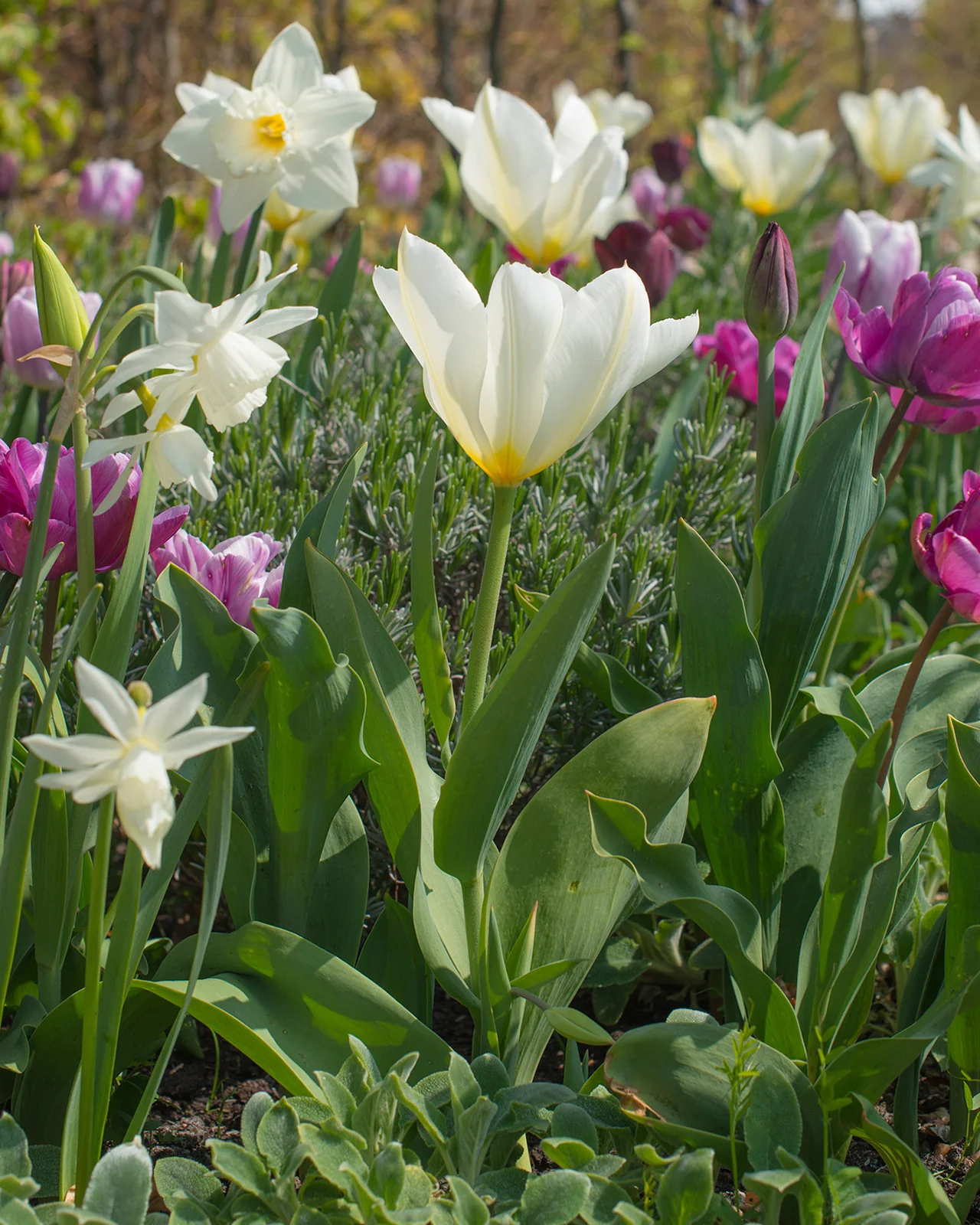Tulip 'White Emperor' - Image 3